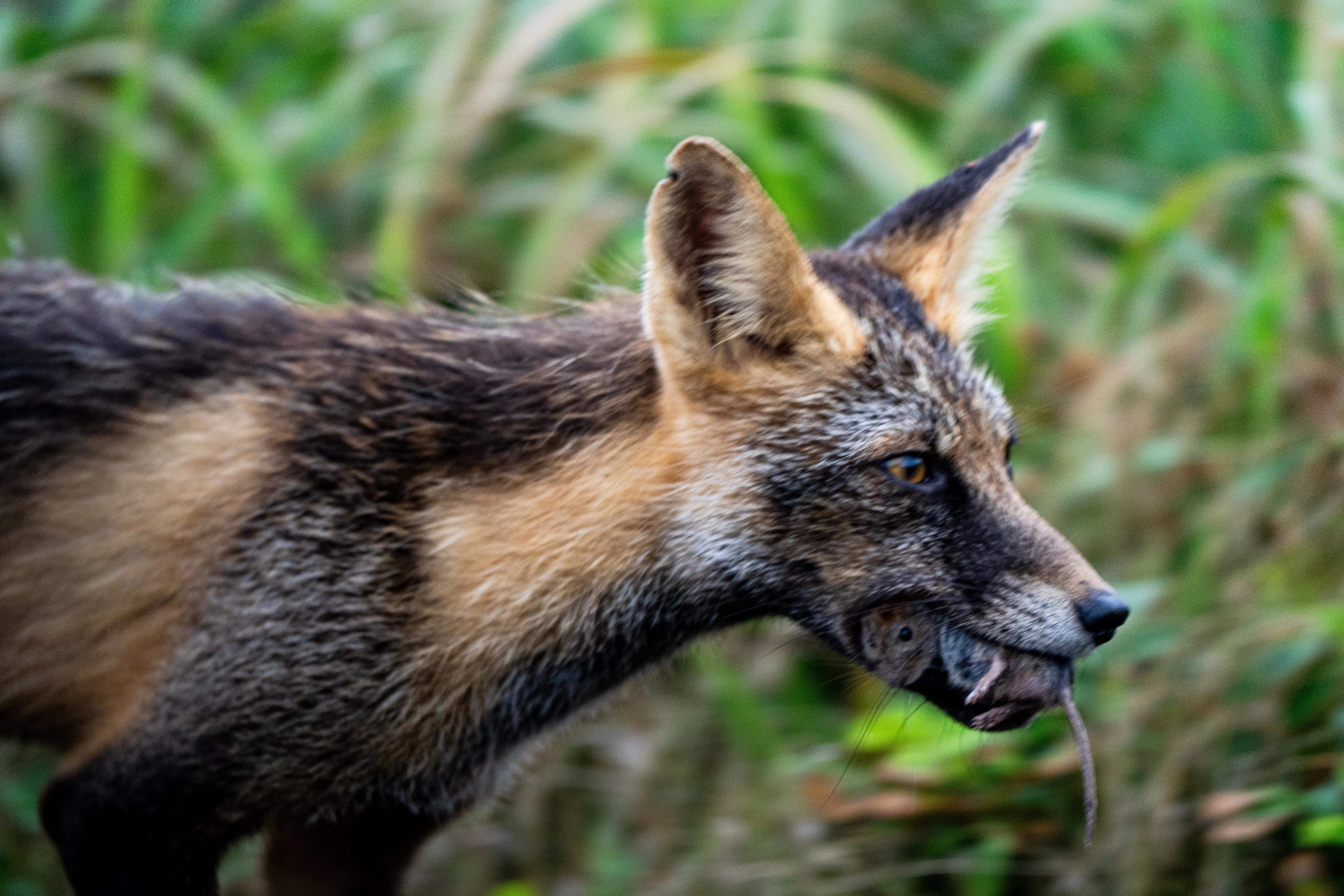 「狐」　動物写真 7月に撮った写真｜Lateral Lab. 津嶋翔太