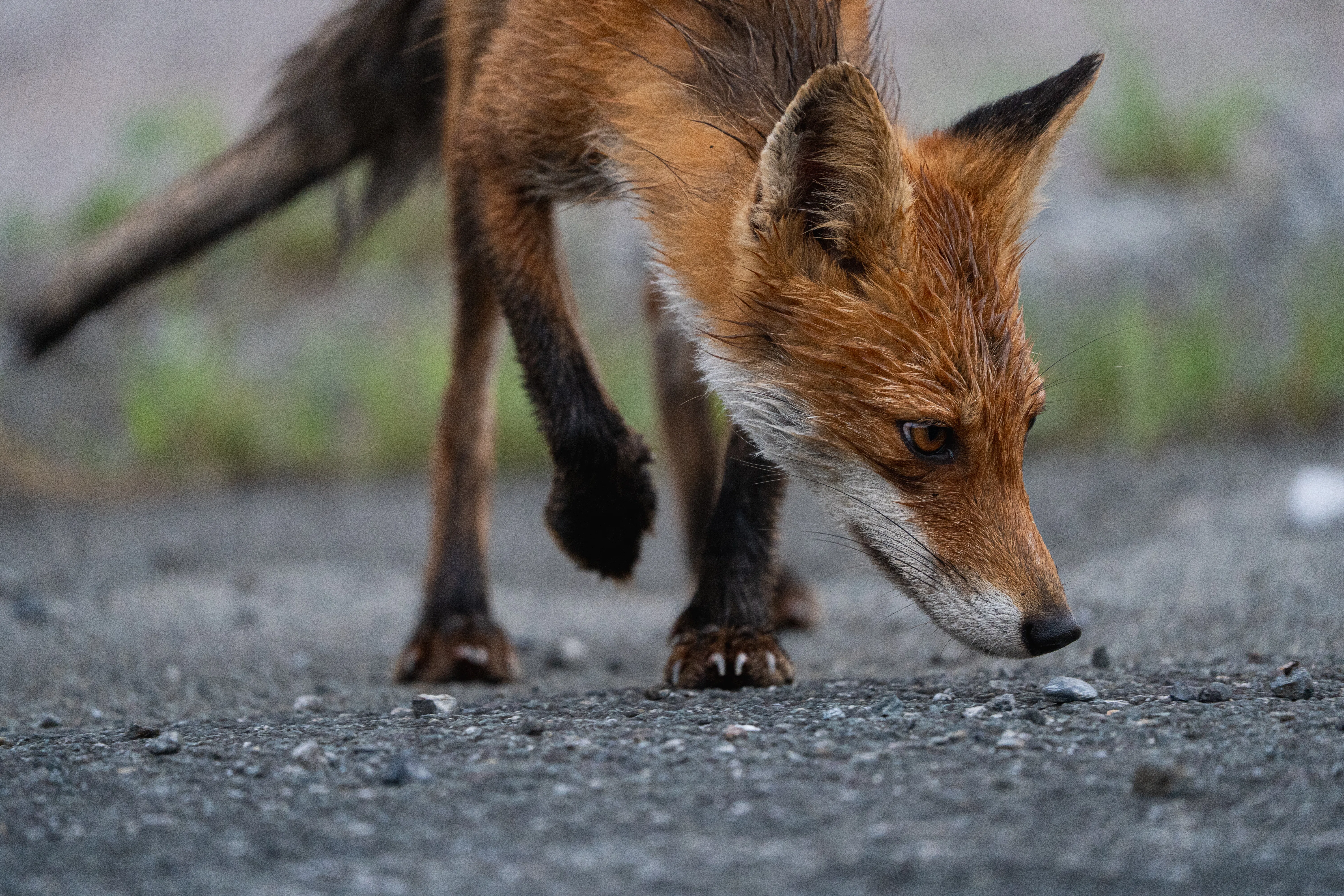 「狐」　動物写真 7月に撮った写真｜Lateral Lab. 津嶋翔太