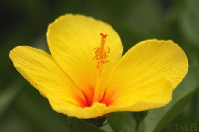 あさがおページ 花便り>あさがお|清愁