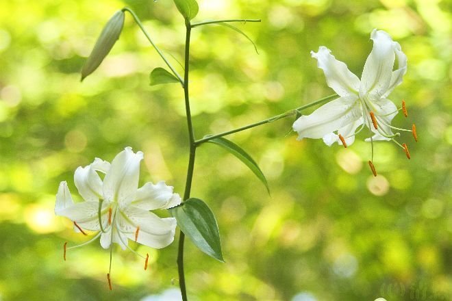 あさがおページ 花便り>あさがお|清愁