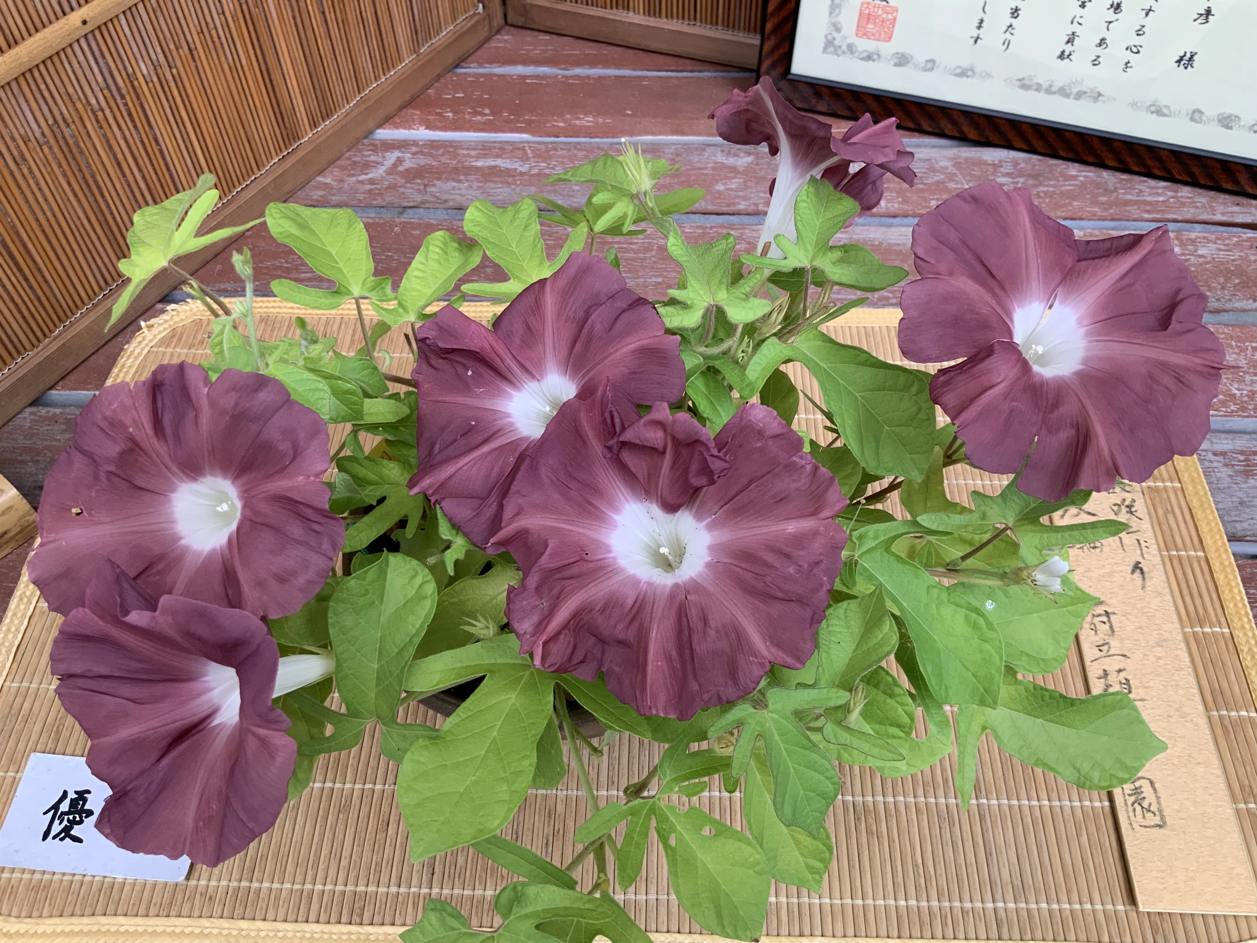 京都府立植物園の朝顔展：2025年8月3日（日）｜藤井秀昭（『京都居候