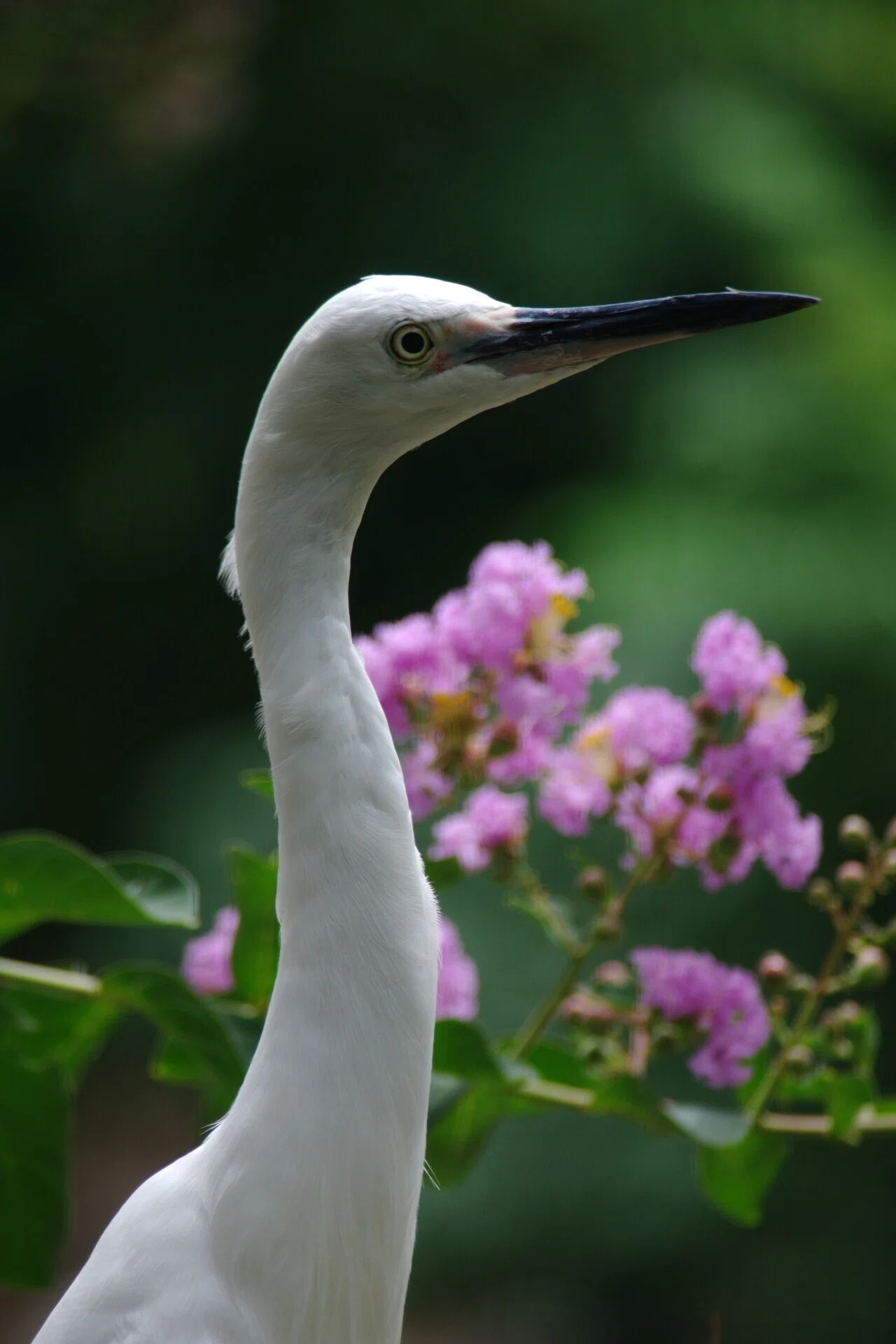 天王寺動物園でSIGMA 100-300mmF4.5-6.7 DL ZENの試写｜夢望庵 / Mubou-an