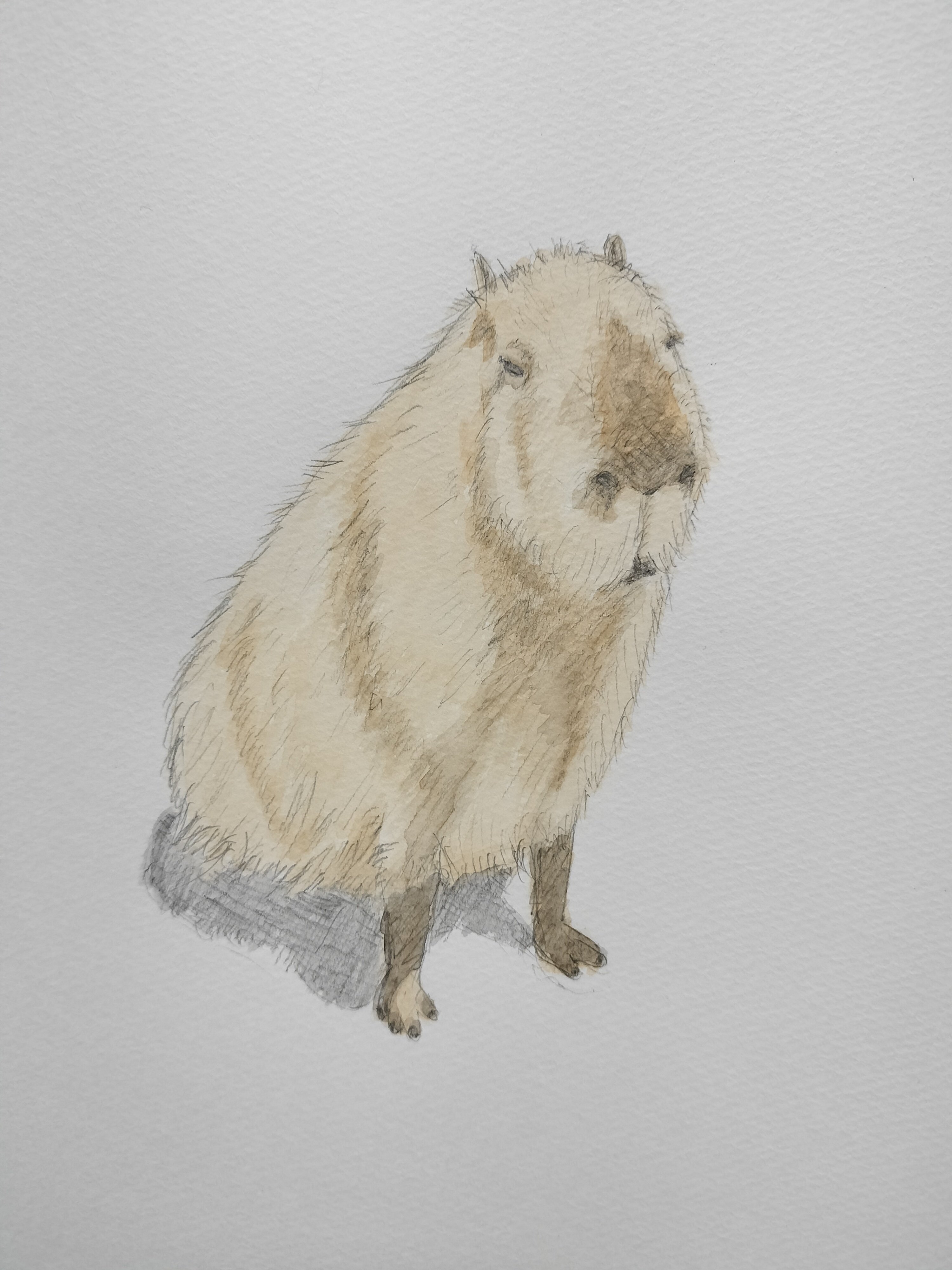 写真模写 8.カピバラ｜Digging the Sky