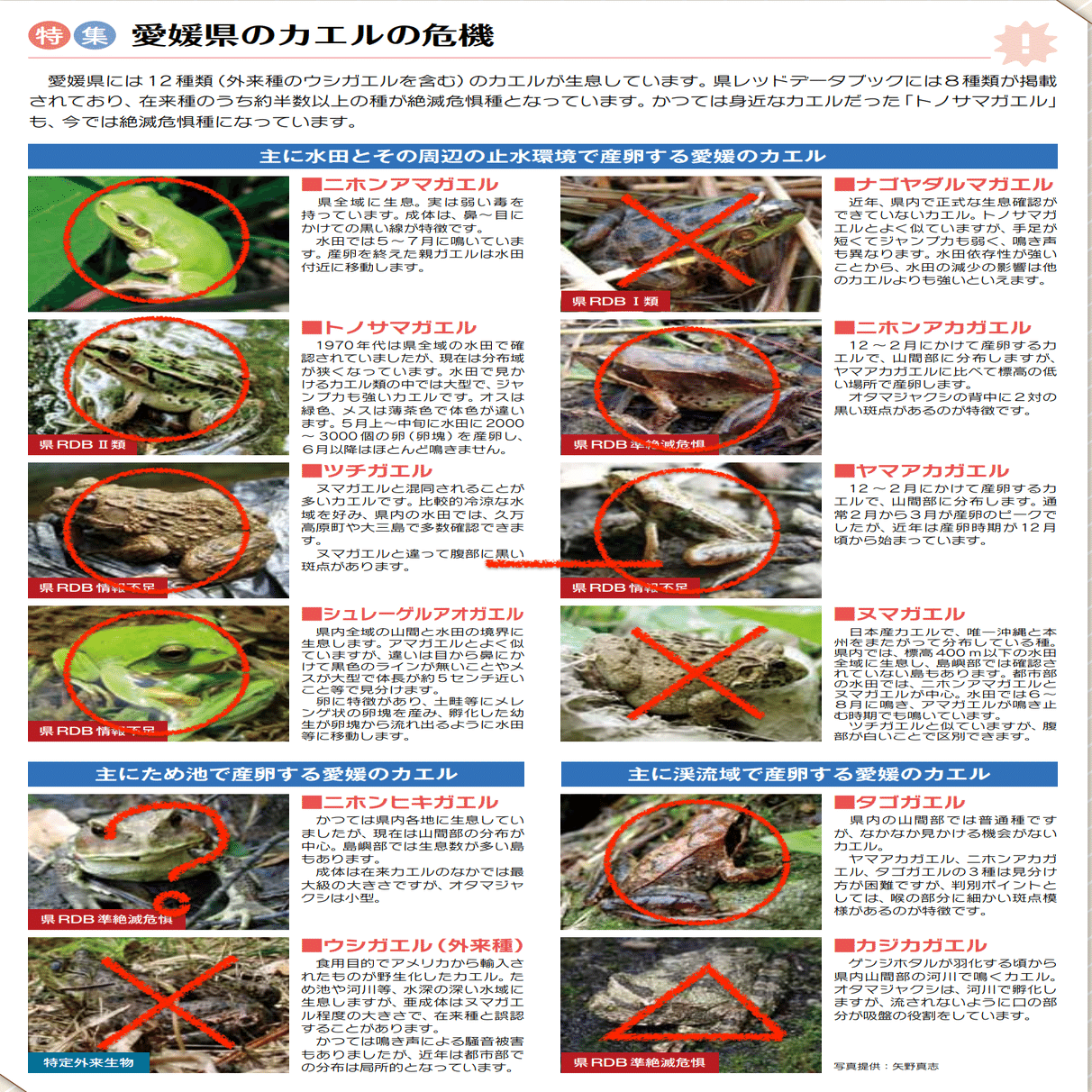 ビオトープ周辺の8種類のカエルたち｜tkskkd