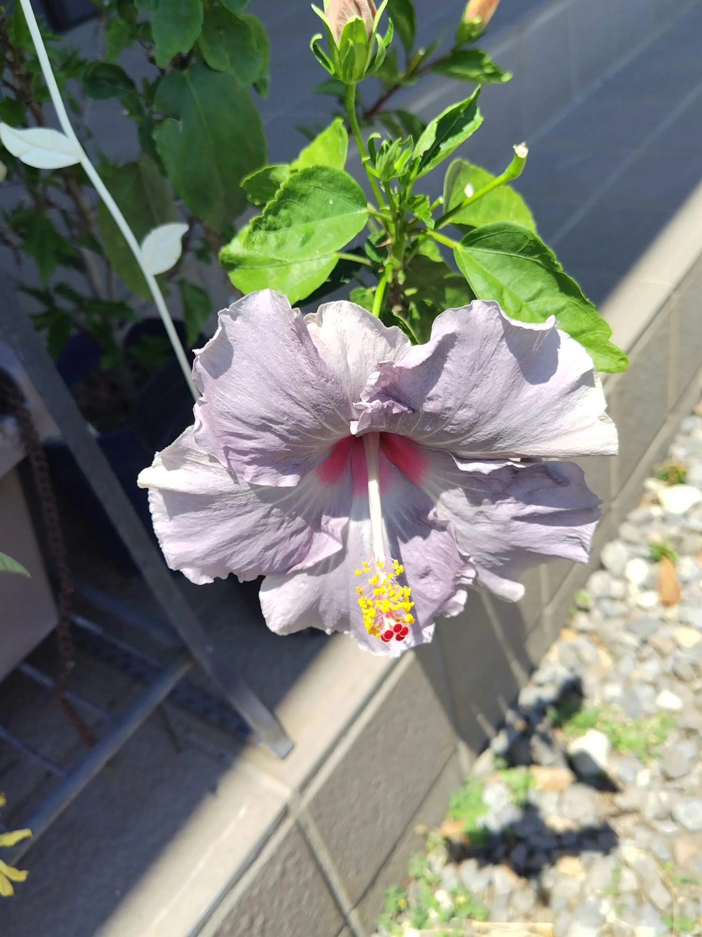今日の花#31 ムクゲ（木槿）｜ジャスミンティータイム
