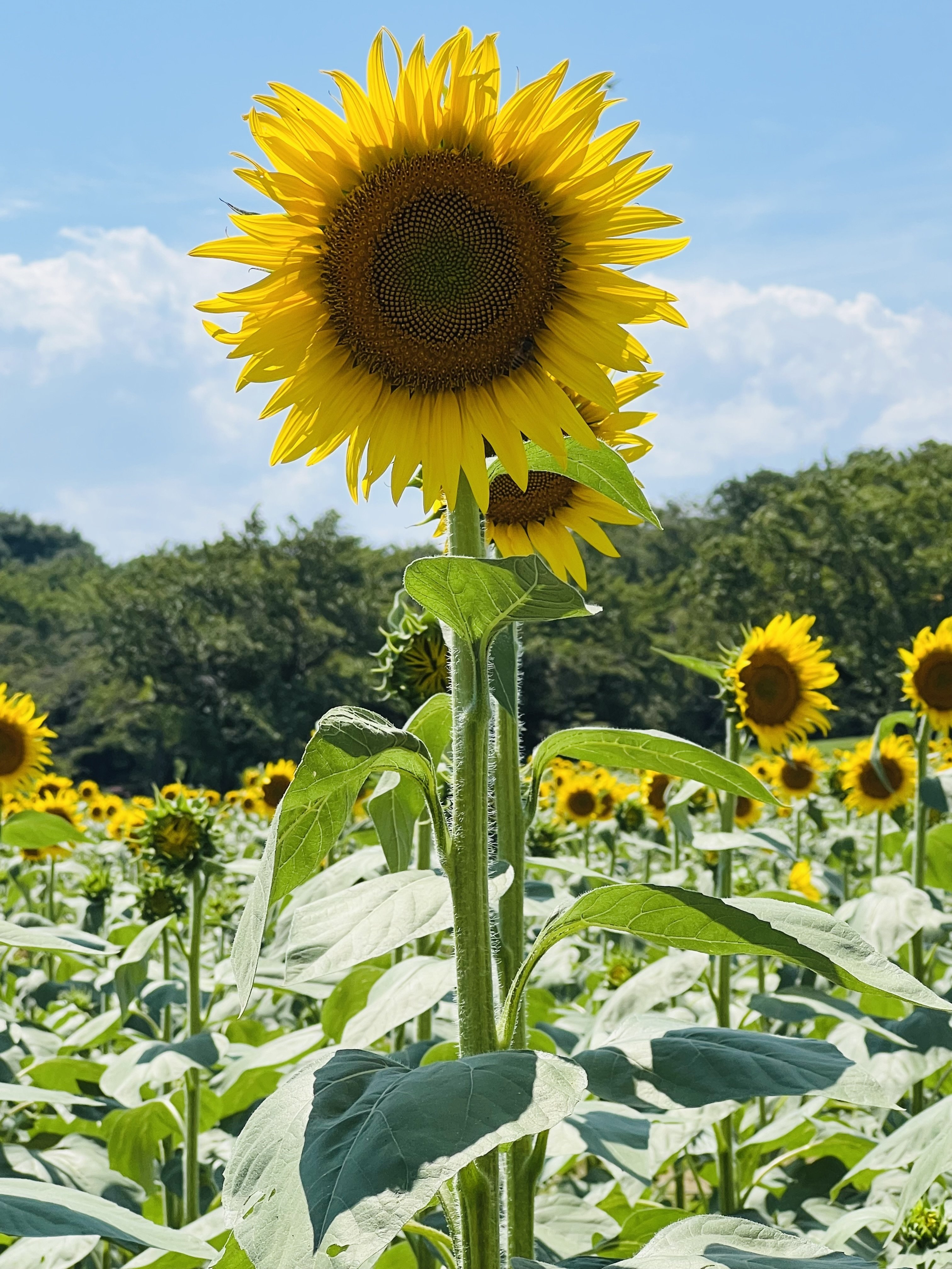 ハイブリッドひまわりを見に🌻昭和記念公園へ｜ミント