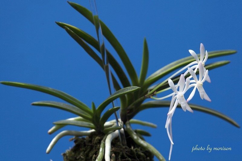 富貴蘭「羅紗覆輪」の花｜KJ Morison