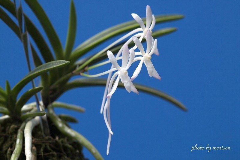 富貴蘭「羅紗覆輪」の花｜KJ Morison