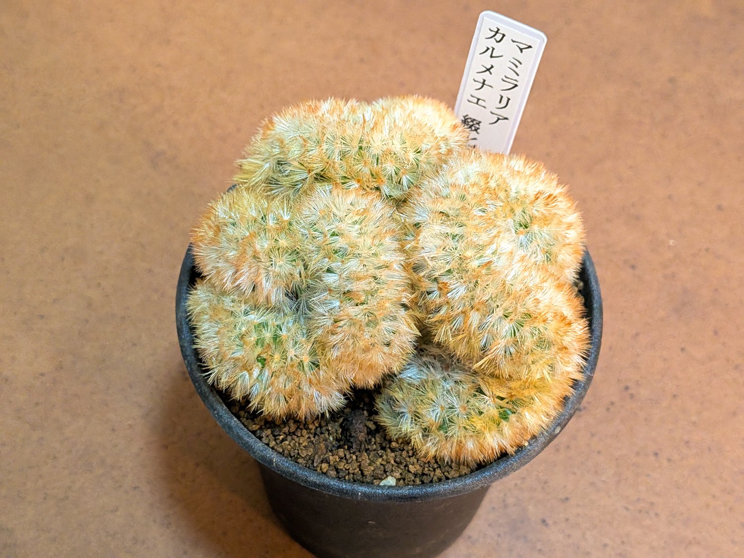 カルメナエ 大株 マミラリア 2016年8月のマミラリアのカルメナエ。増えて4つになりました