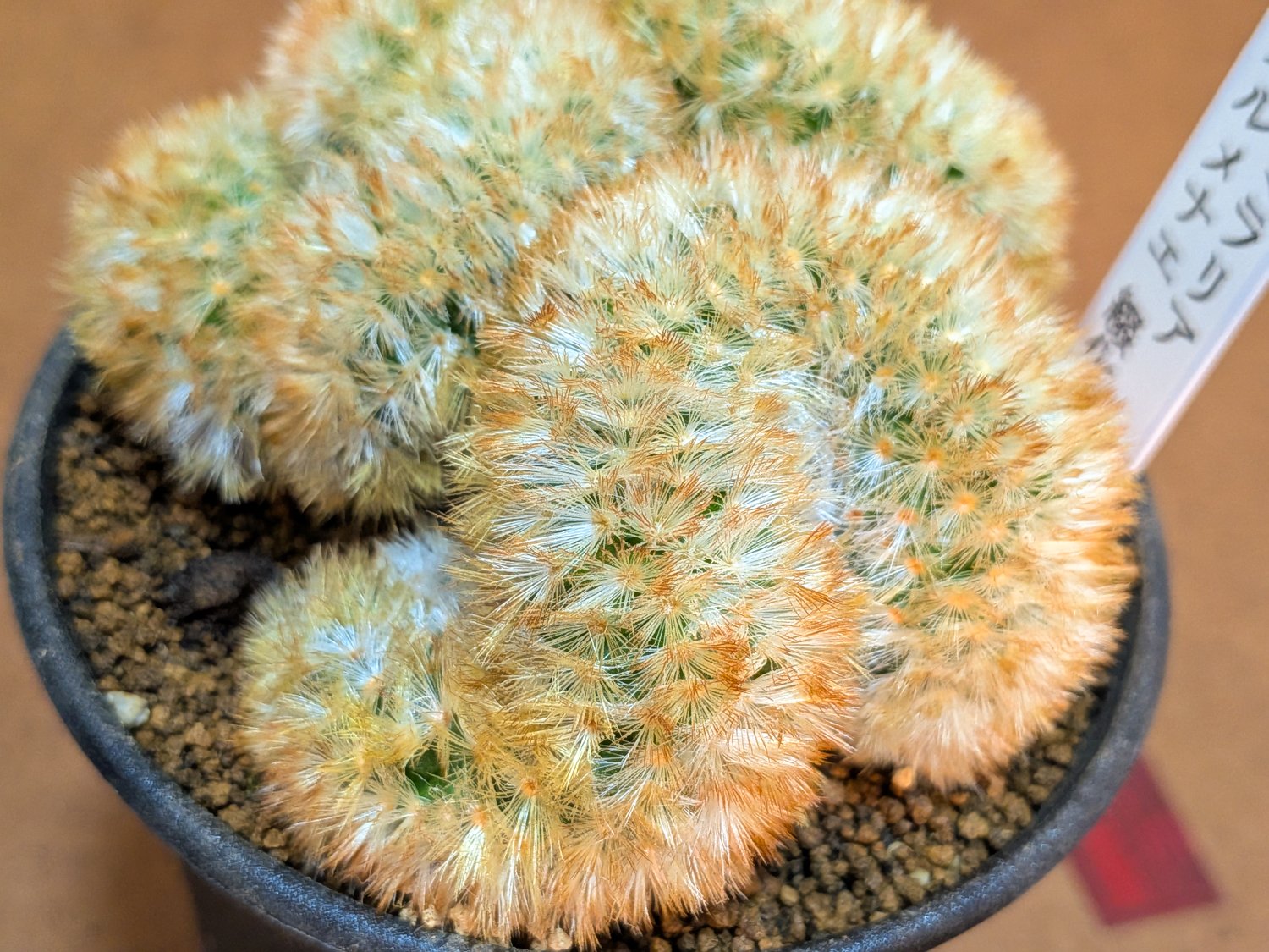 カルメナエ 大株 マミラリア 2016年8月のマミラリアのカルメナエ。増えて4つになりました