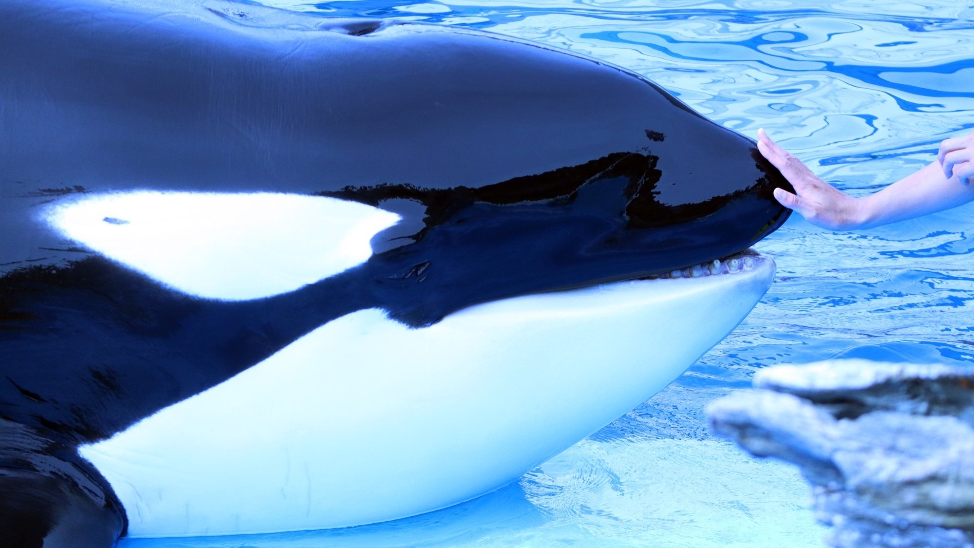 水族館好きが偏愛を語る vol.20『水族館のシャチを楽しむ』｜伊藤拓也