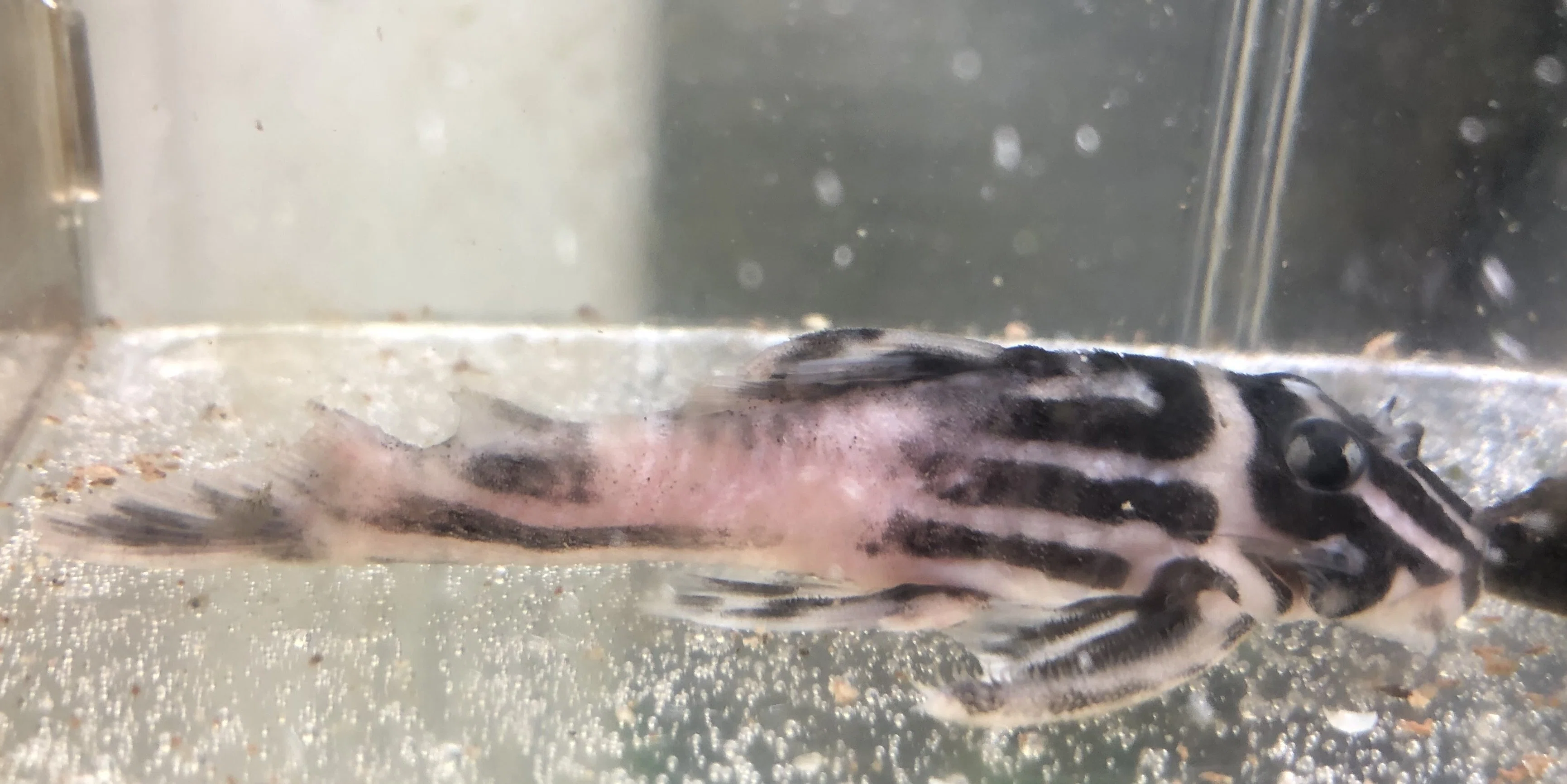 インペリアルゼブラプレコの飼育方法｜だんごむし。／趣味熱帯魚ブリーダー