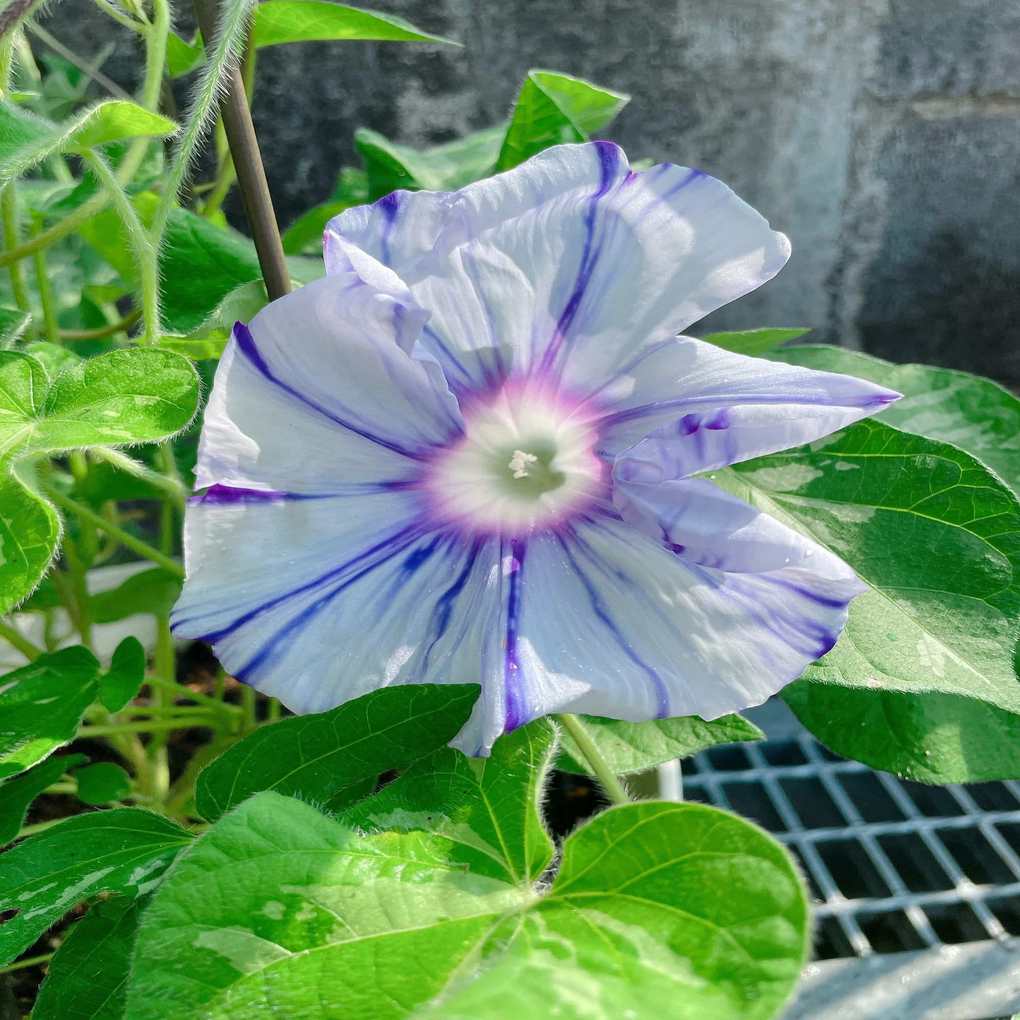 朝顔が咲いた！｜フローラスター