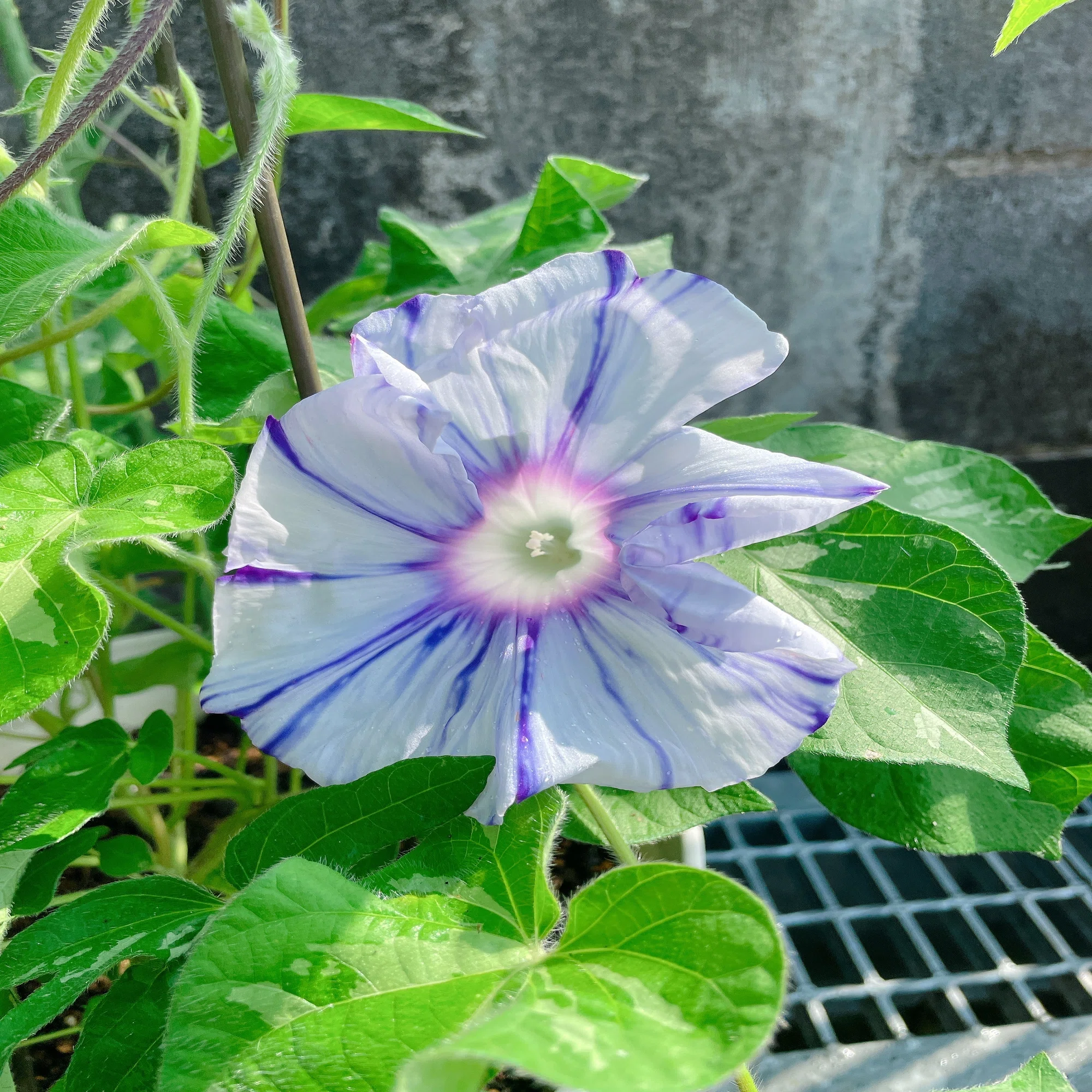朝顔が咲いた！｜フローラスター
