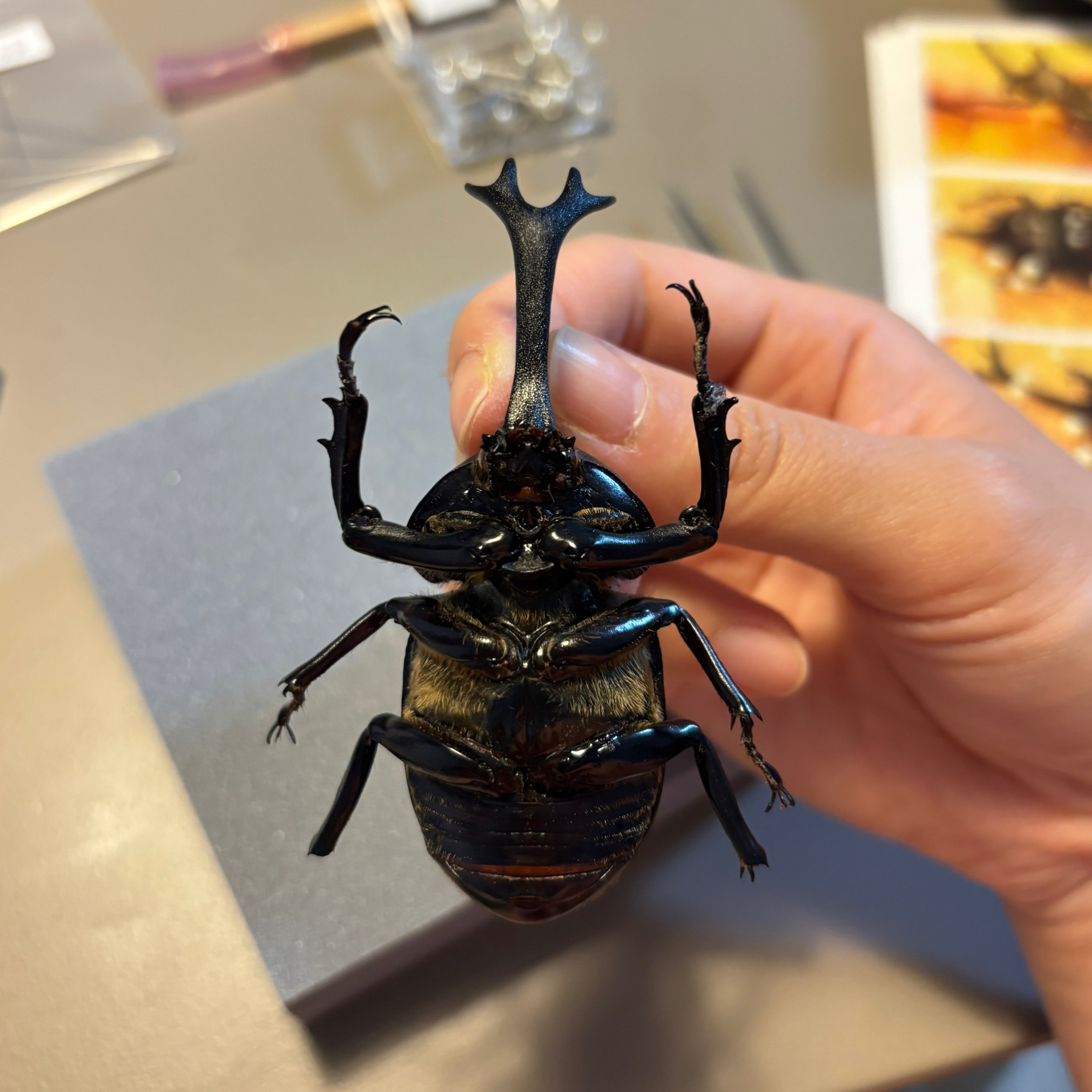 私、初めてのカブトムシ標本作ります｜いちかくんママ