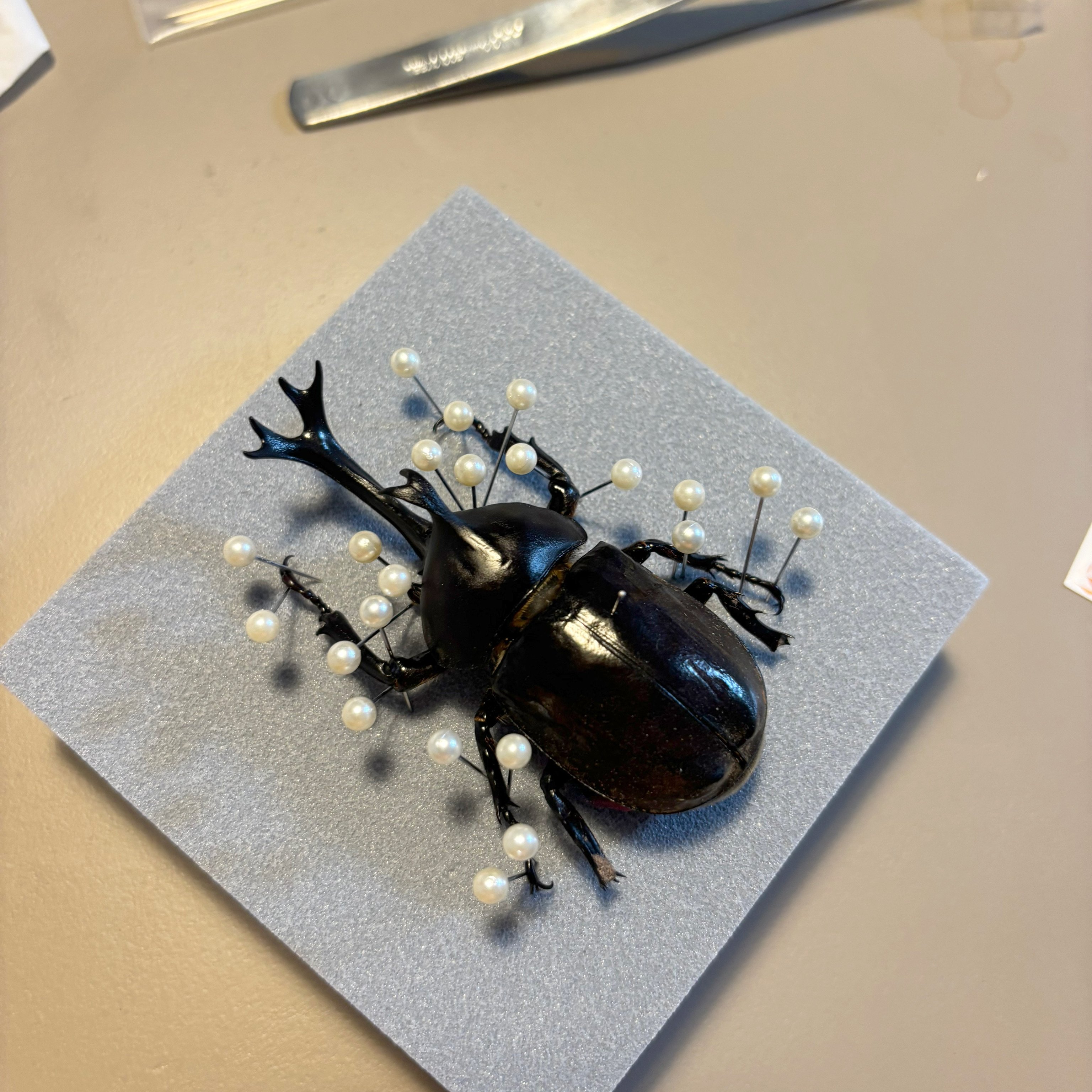 カブトムシ標本 挑戦します！！｜いちかくんママ