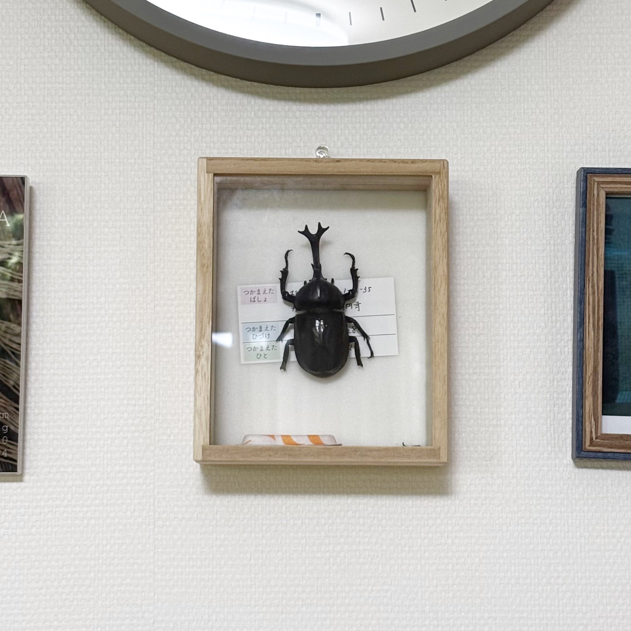 カブトムシ標本 挑戦します！！｜いちかくんママ