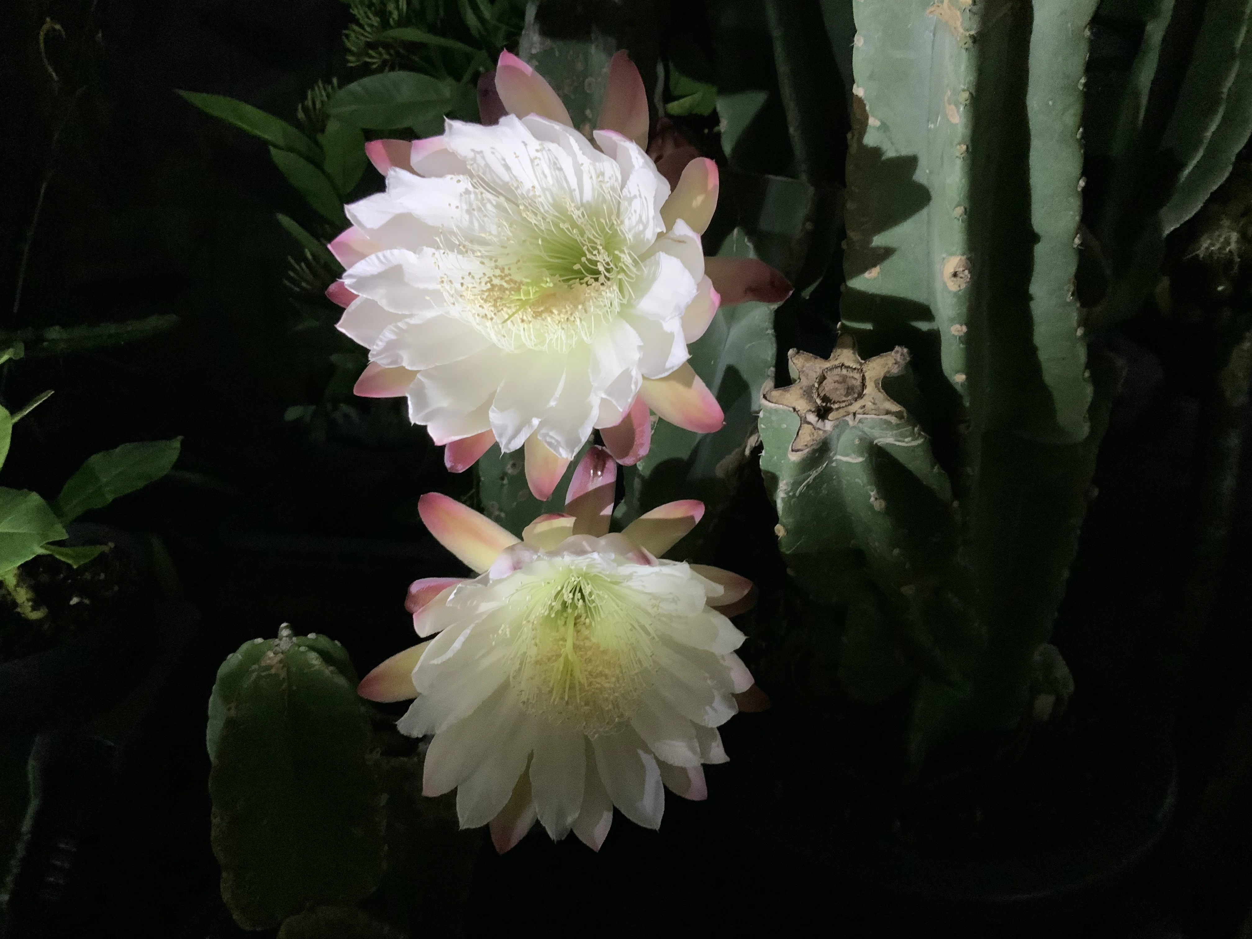 昼夜逆転室のサボテンの花（京都府立植物園）：2025年8月6日（水