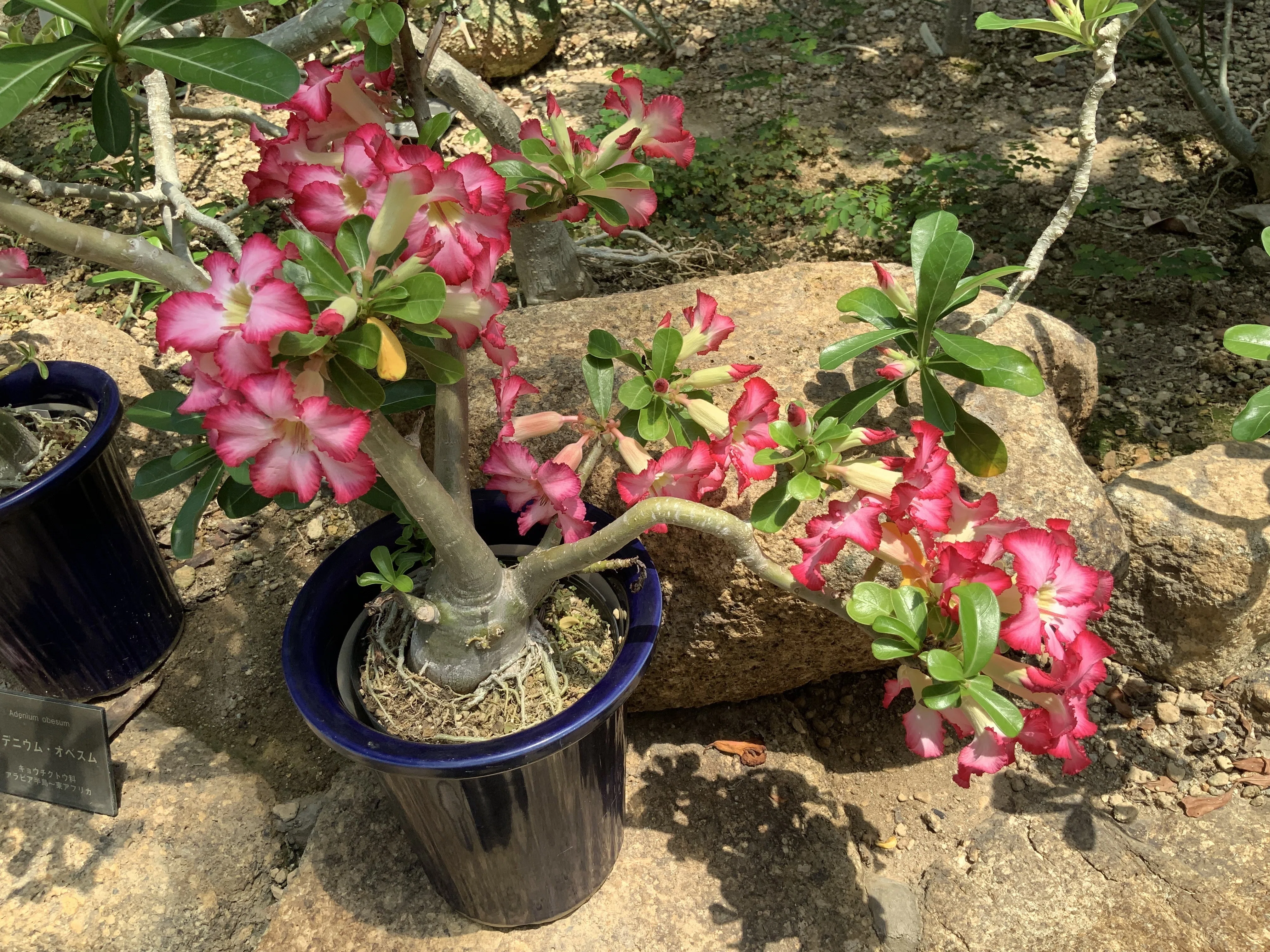 アデニウム オベスム Adenium obesum アデニウム・オベスム（京都府立植物園）：2025年9月19日（金）｜藤井