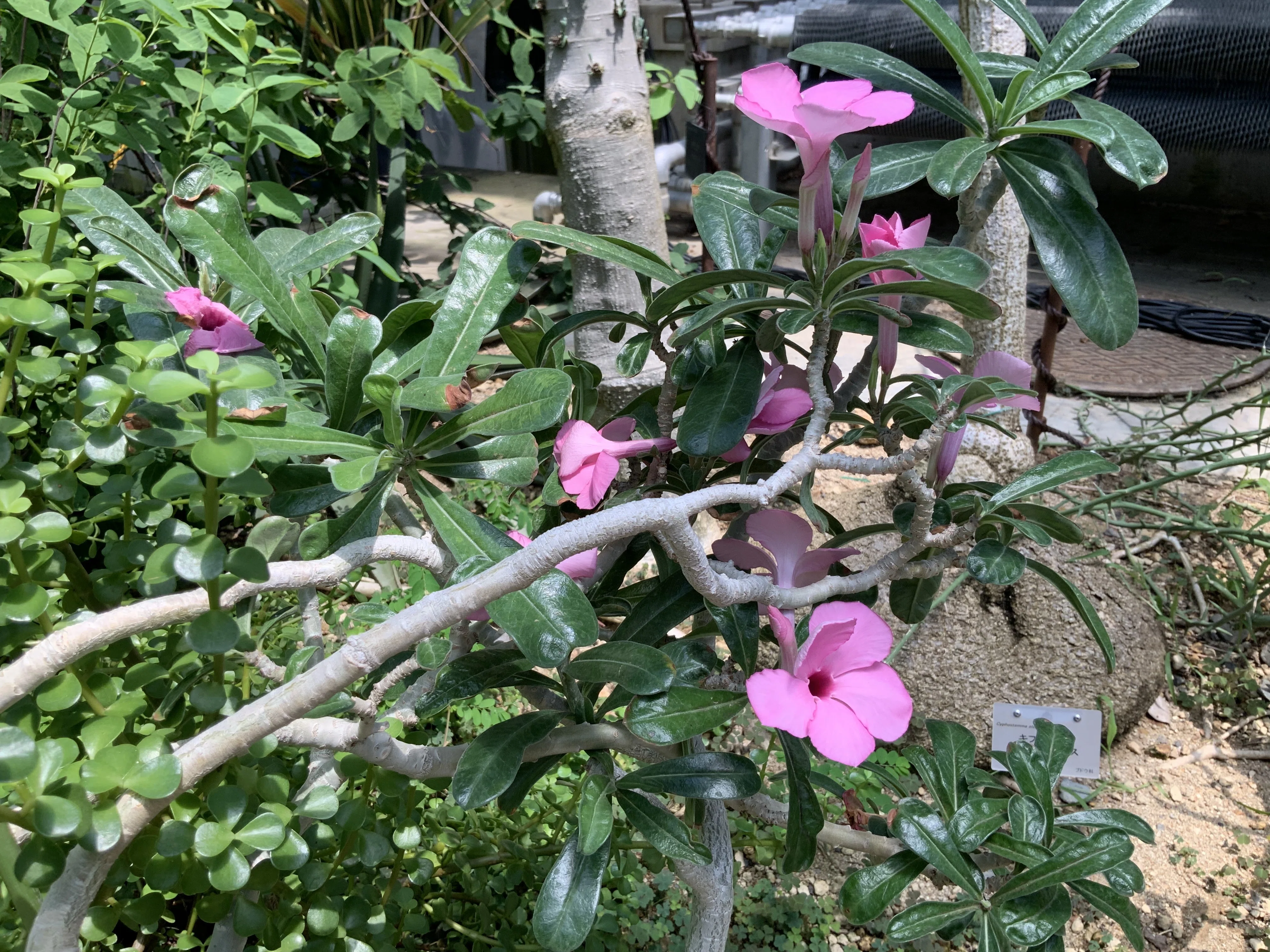アデニウム・スワジクム（京都府立植物園）：2026年3月17日（火