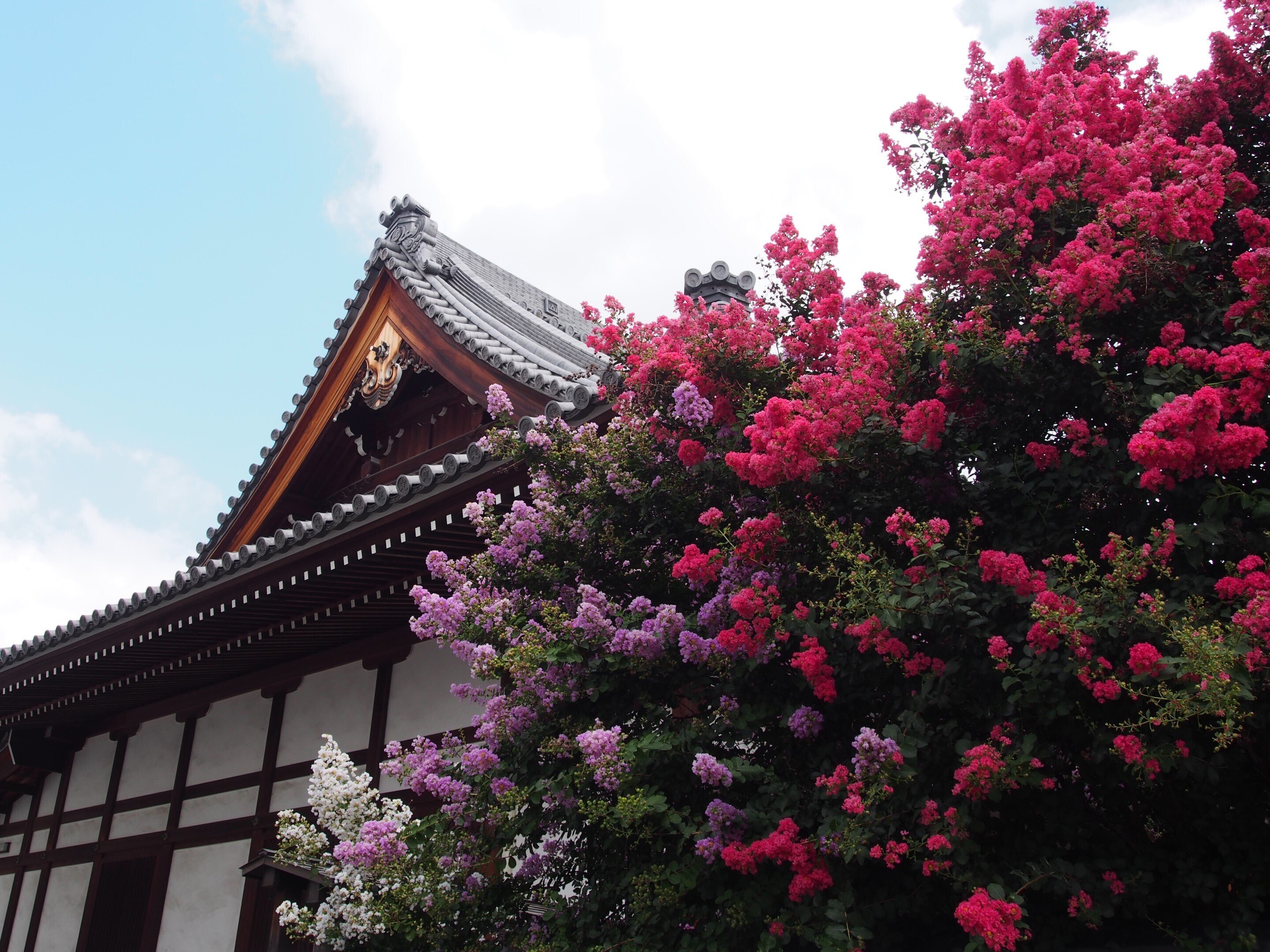 大阪市淀川区 定秀寺2025年8月3日【サルスベリ】｜レタス
