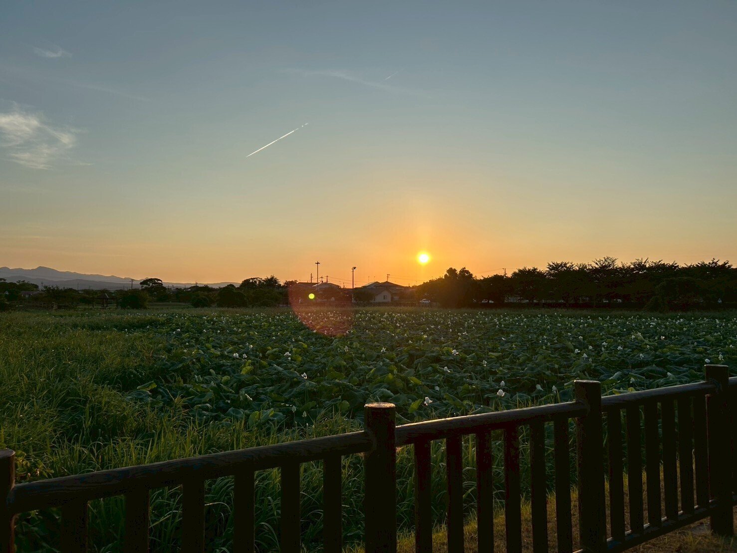 夏の1コマ ～田舎の夏の風景をお届けします～｜シンギョドン
