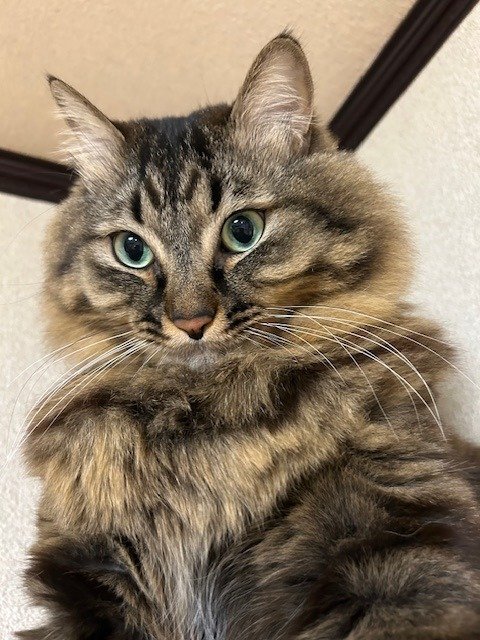 いつもポッケに「猫たち」を！！ （肉球の1）ニャンズの挨拶