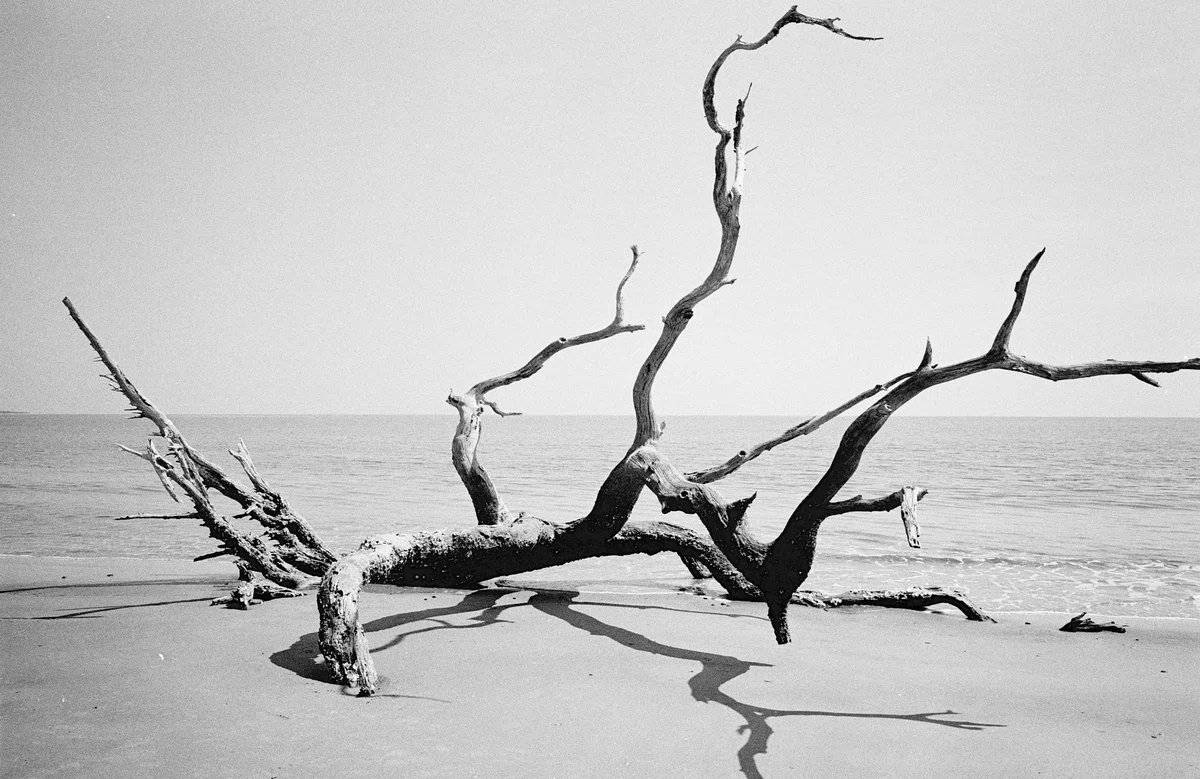 流木の聖地、DriftwoodをElmarit-M 28mm F2.8 ASPH.で撮ってみた -1 