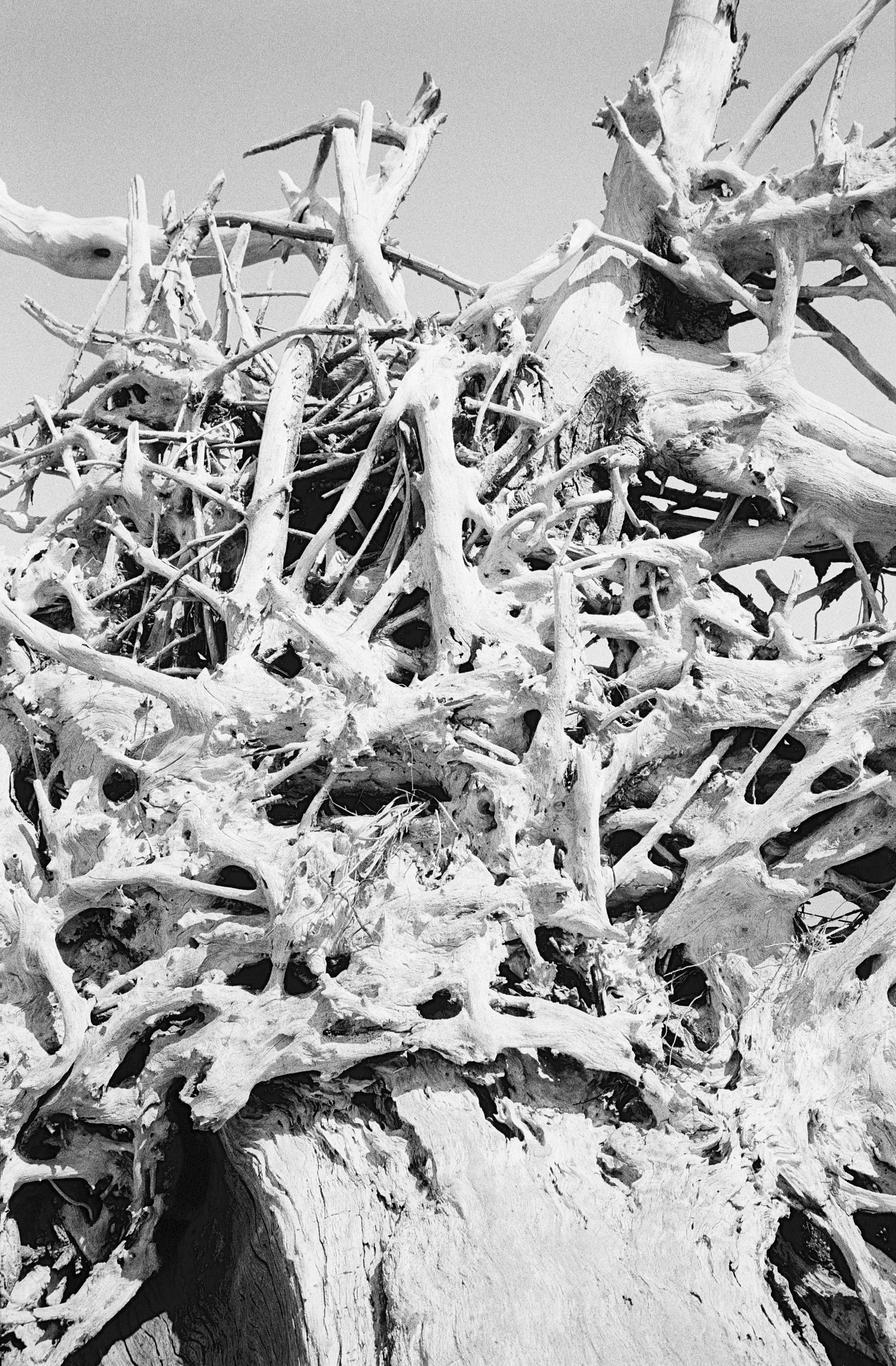 奇跡の流木 鮫モデル　流木 楽天市場】形状お任せ 煮込み済み 上質流木 雅 サイズミックス（約25