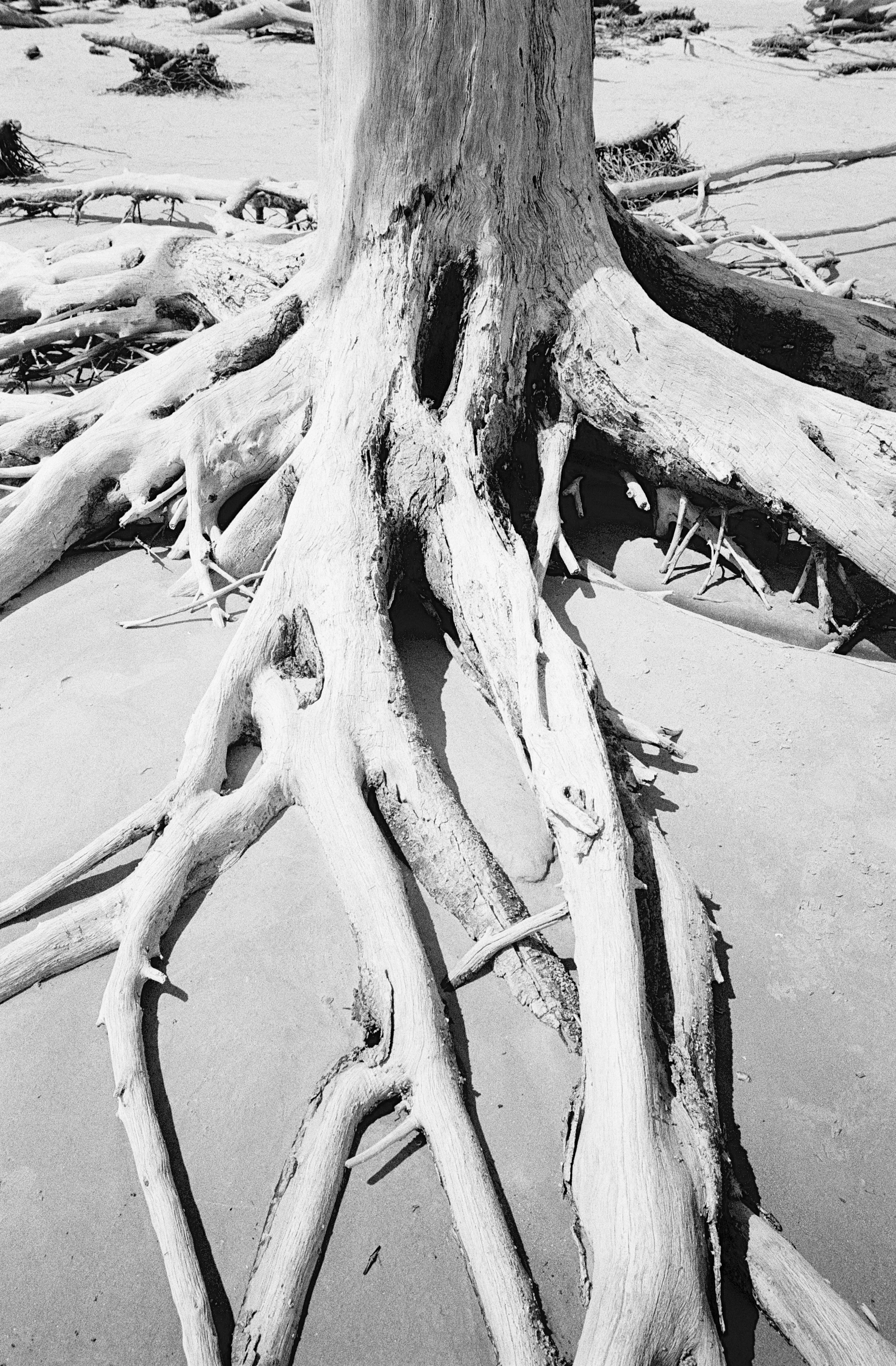 流木の聖地、DriftwoodをElmarit-M 28mm F2.8 ASPH.で撮ってみた -1
