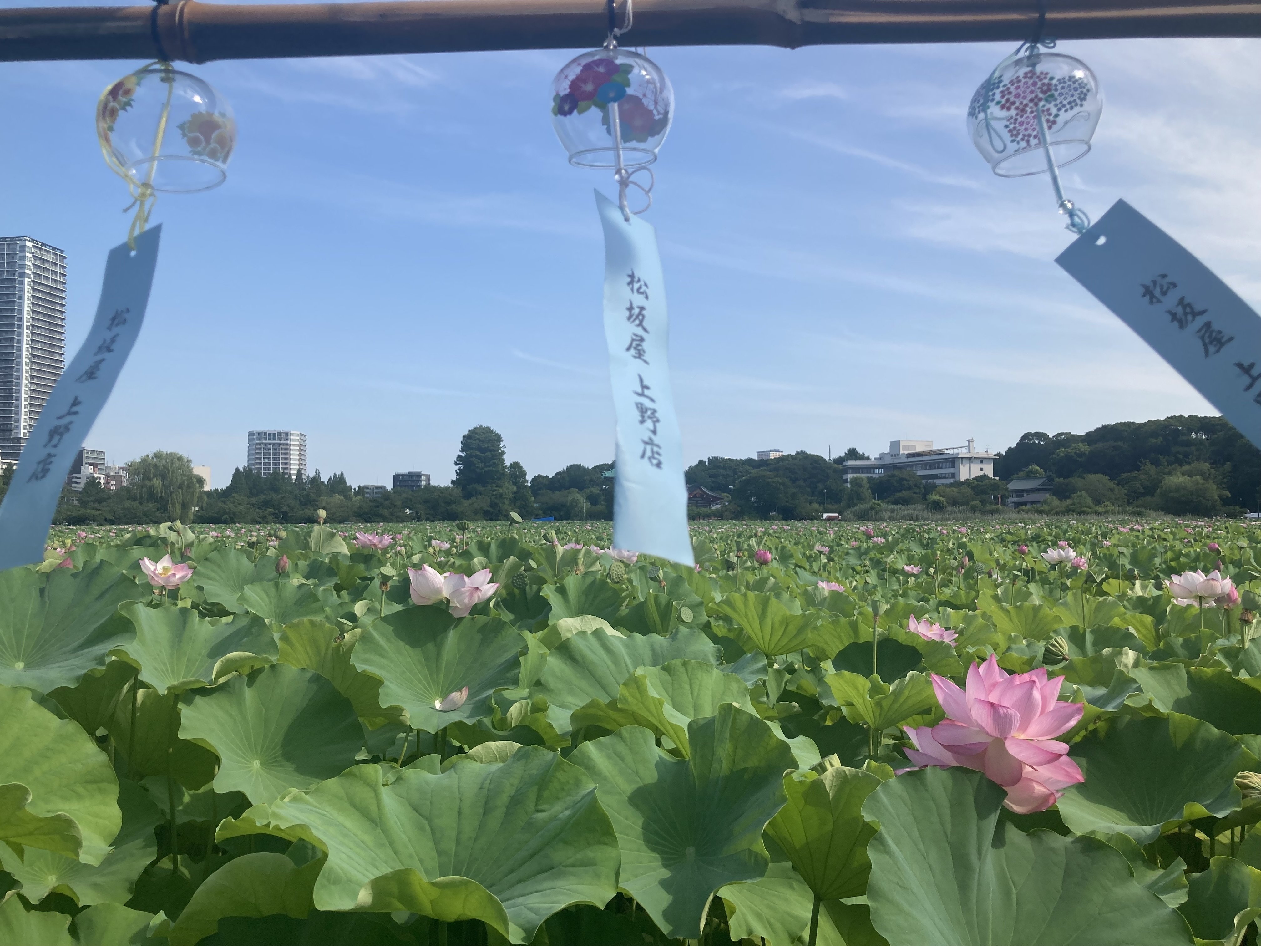 花蓮様　確認ページ 新型 ルミナス 蓮 LED | お仏壇のはせがわ公式通販
