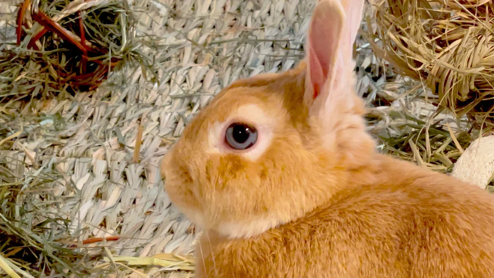 ひょっとして遠視なんじゃ？…うさぎの目について感じるいくつかのお話