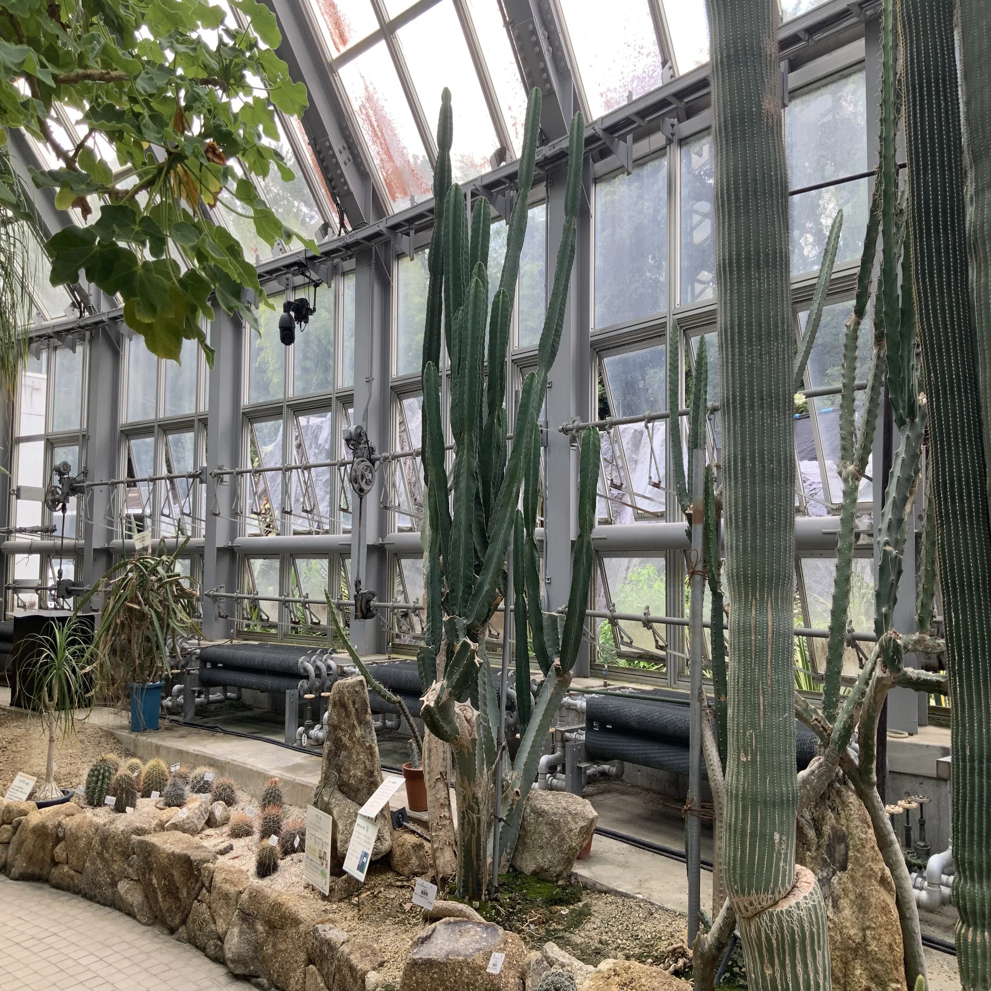 昼夜逆転室のサボテンの花（京都府立植物園）：2025年8月6日（水 