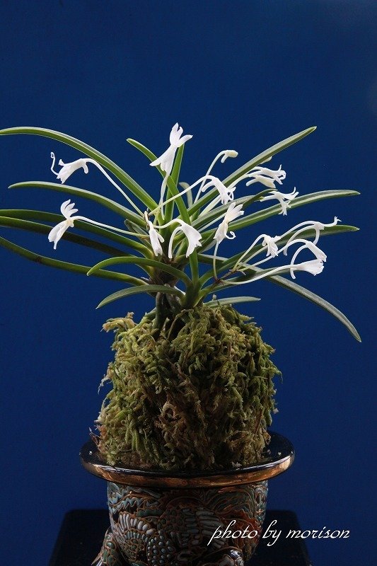 富貴蘭「龍舌照」の花｜KJ Morison