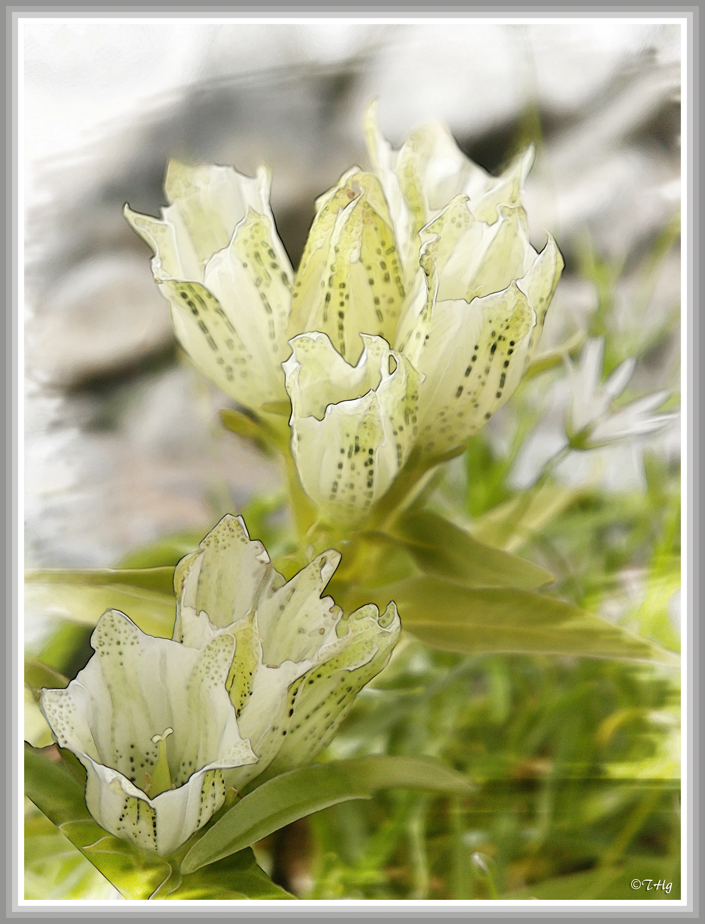 トウヤクリンドウ（高山植物・水彩画風）｜taka