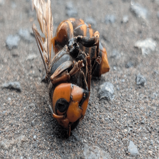 動物の惑星　レア　スズメバチ 動物の惑星 アニマルプラネット（シークレット）フィギュア スズメバチ