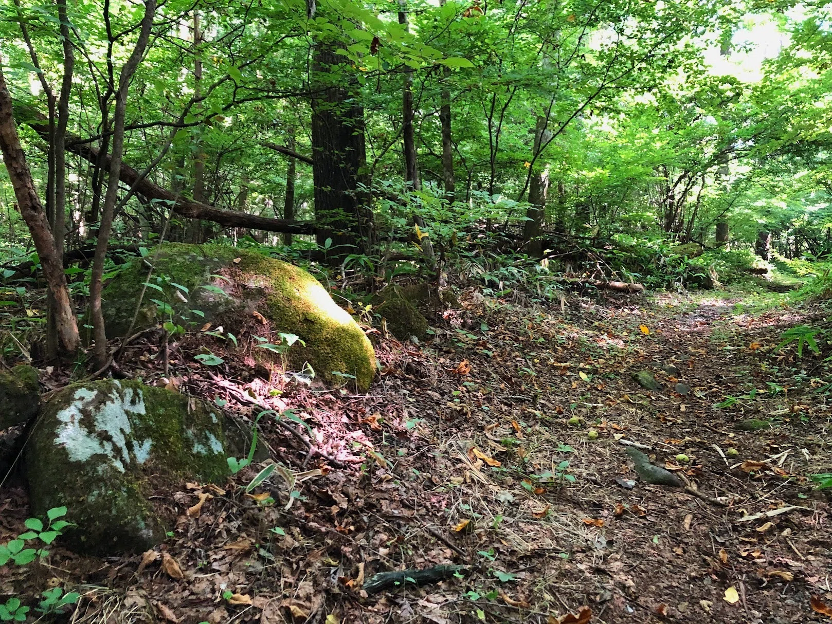 謎の廃村、稗之底古村址へ｜ういうい
