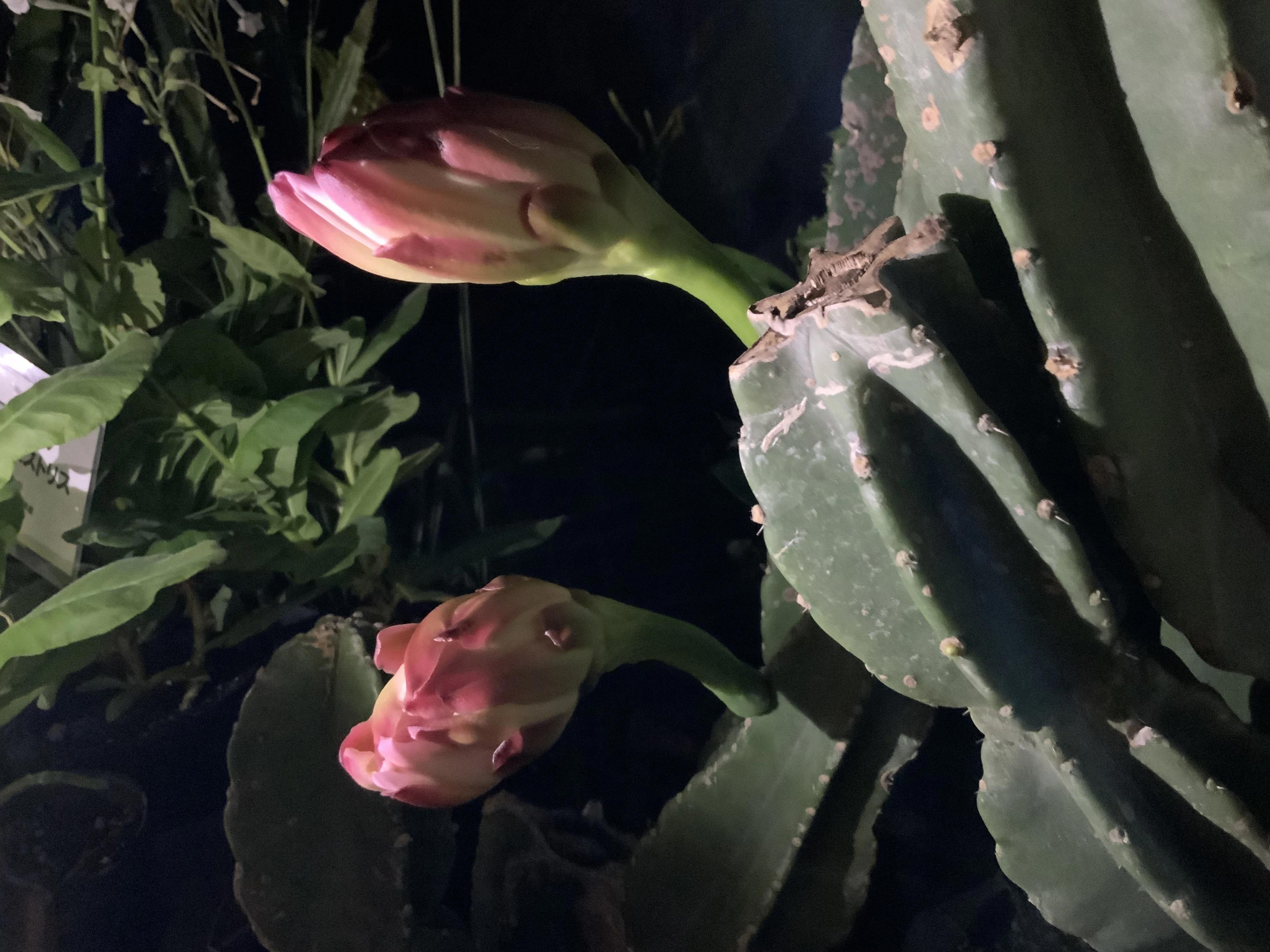 サボテンの花　　　レーザーディスク　　　　rivinBF 12月15日(日)より販売開始】【RONIN STUDIO】CRAZY CACTUSが登場