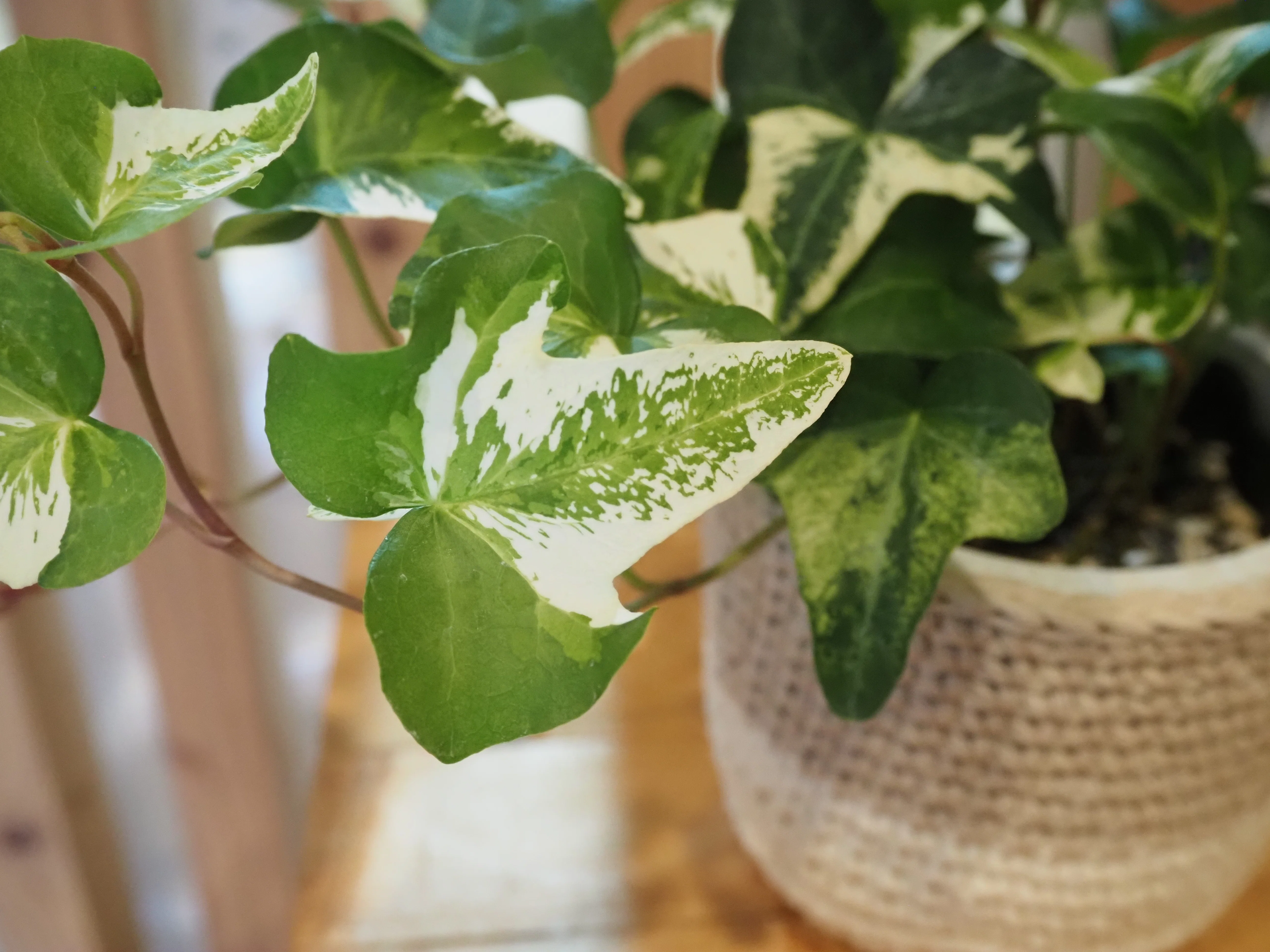 植物記録【アイビー】｜iina magazine