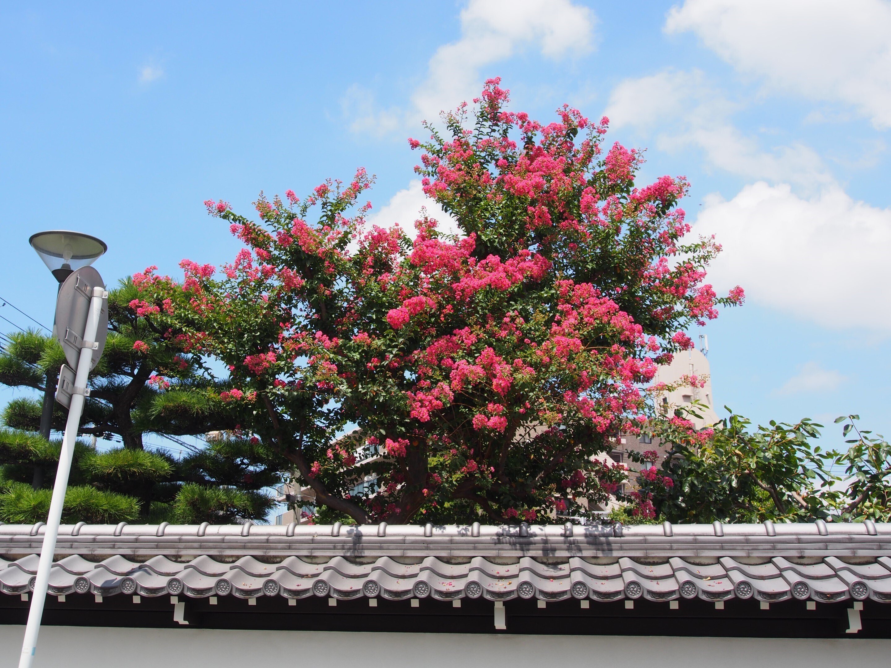 油絵 風景画 西琳寺のサルスベリ【8月】 大阪市西淀川区 西栄寺2025年8月3日【サルスベリ,ひまわり】｜レタス