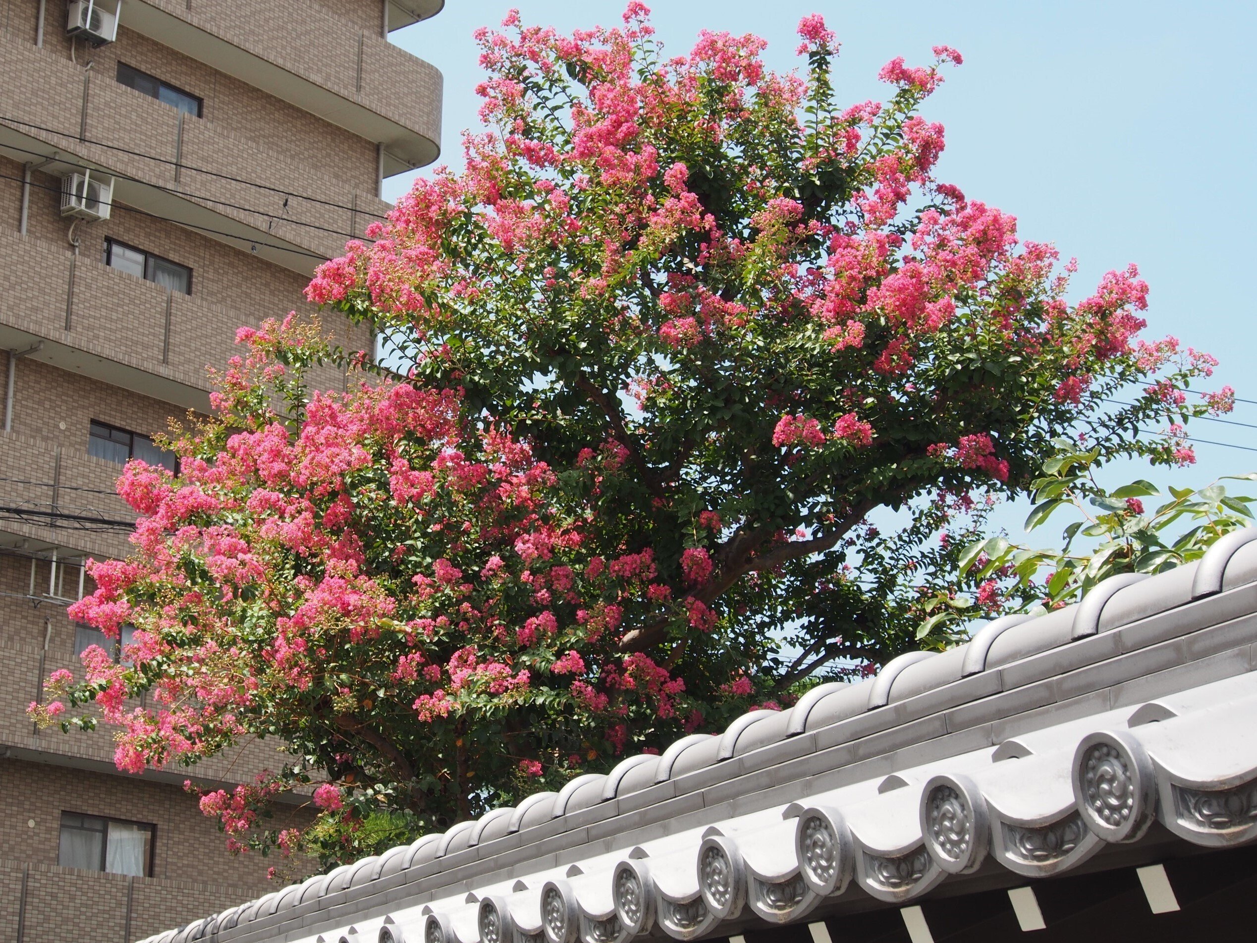 油絵 風景画 西琳寺のサルスベリ【8月】 大阪市西淀川区 西栄寺2025年8月3日【サルスベリ,ひまわり】｜レタス