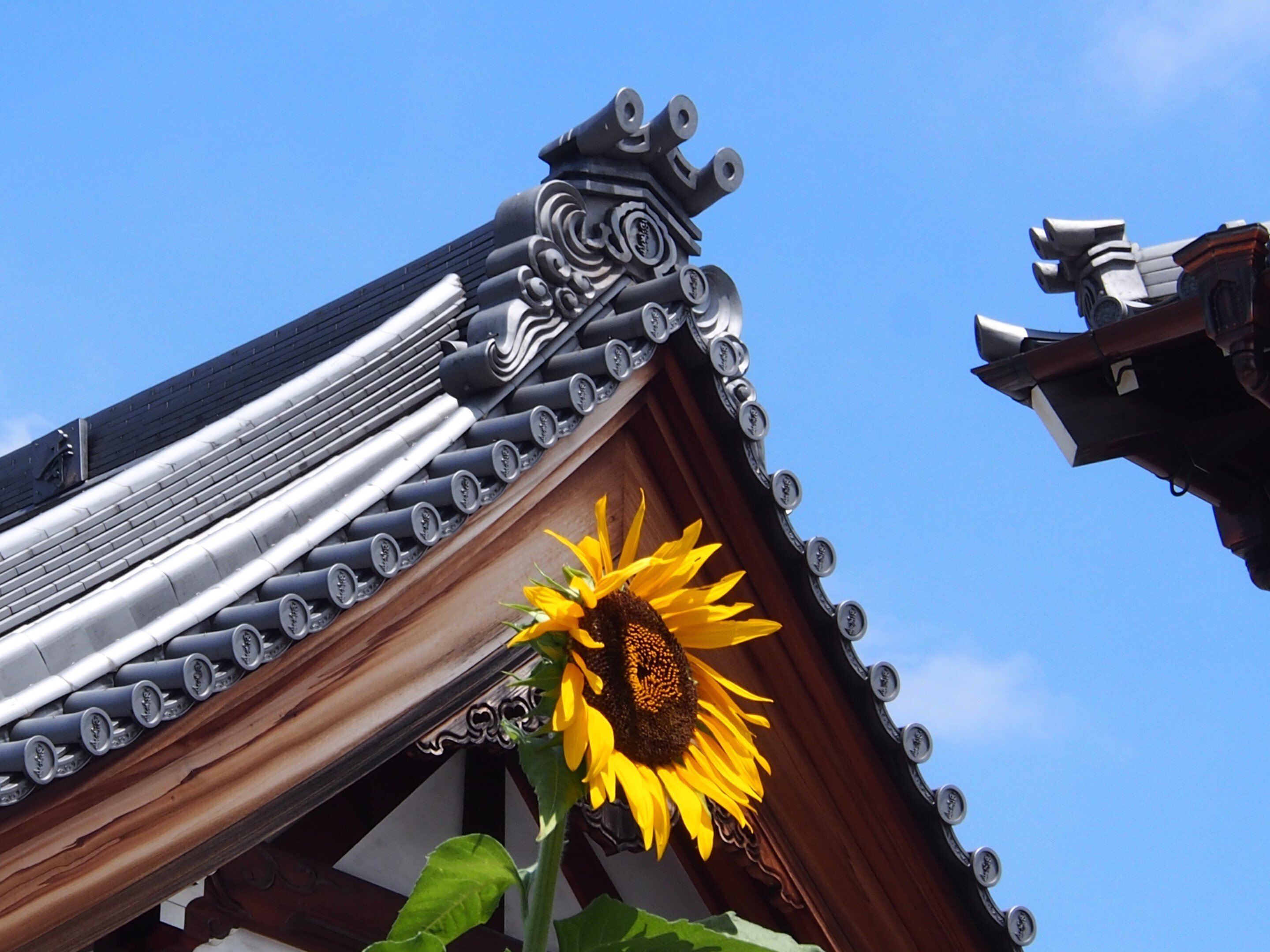 大阪市西淀川区 西栄寺2025年8月3日【サルスベリ,ひまわり】｜レタス