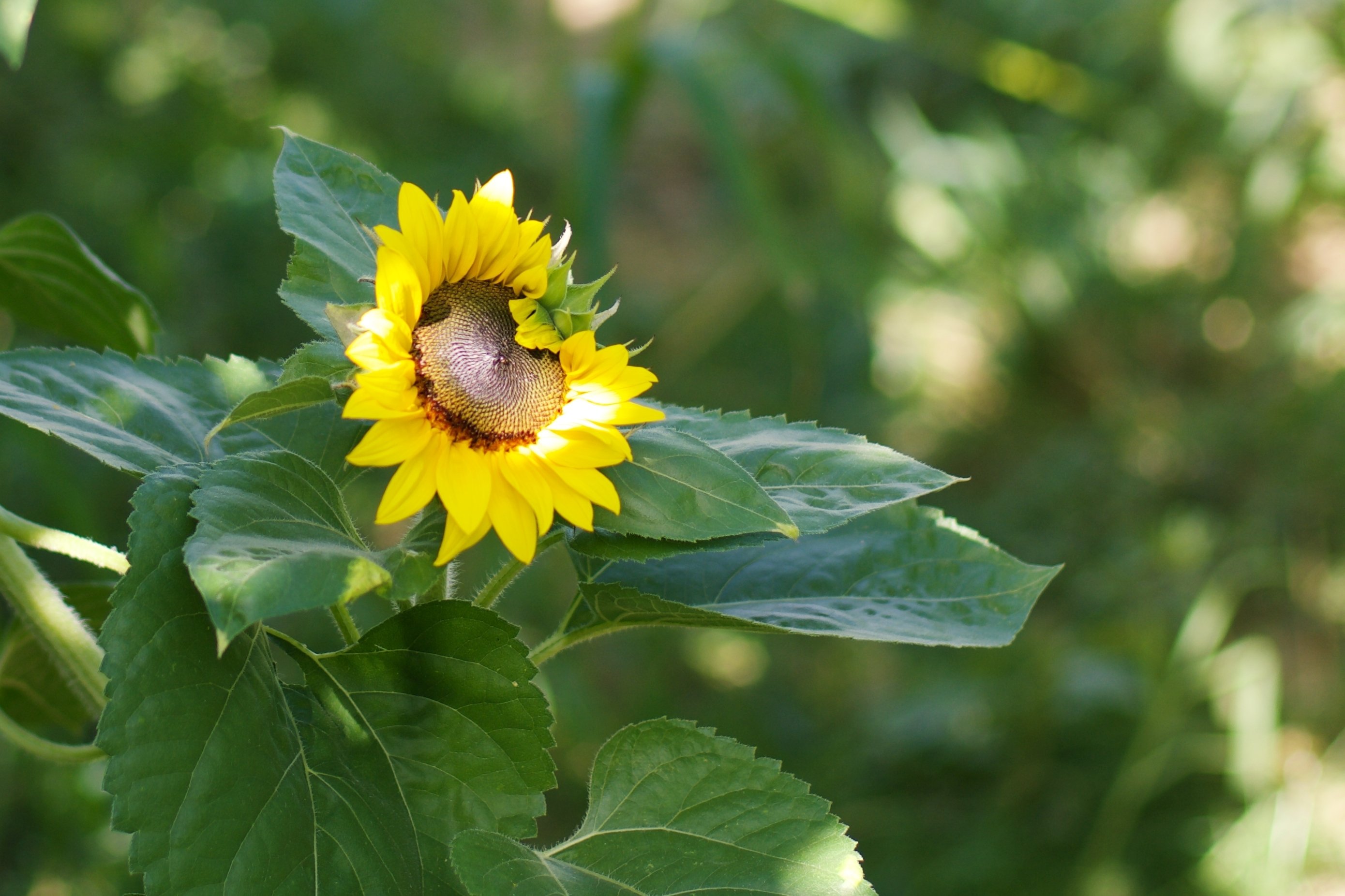 【BURGA】爽やか〇ひまわり柄〇Sunflower Glimme☆全種対応 ヒマワリ（向日葵）＊Sonnenblume｜まり＊花追い人