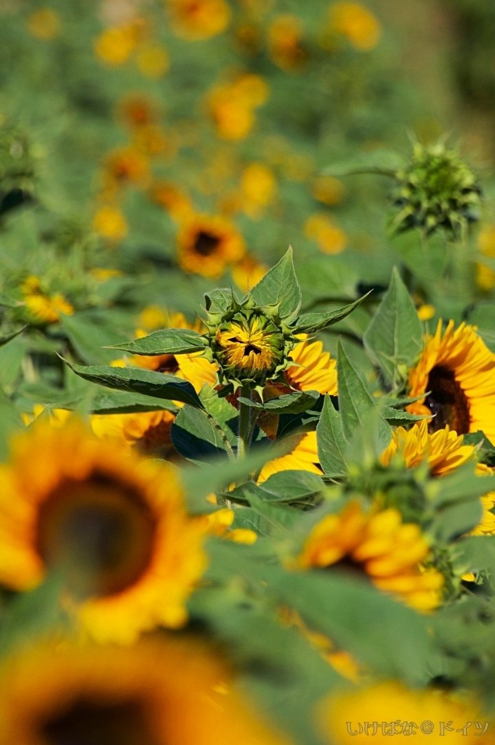 向日葵 あなじぇに | 夜の向日葵🌻 #ourlastsummer #sunflower #六本木