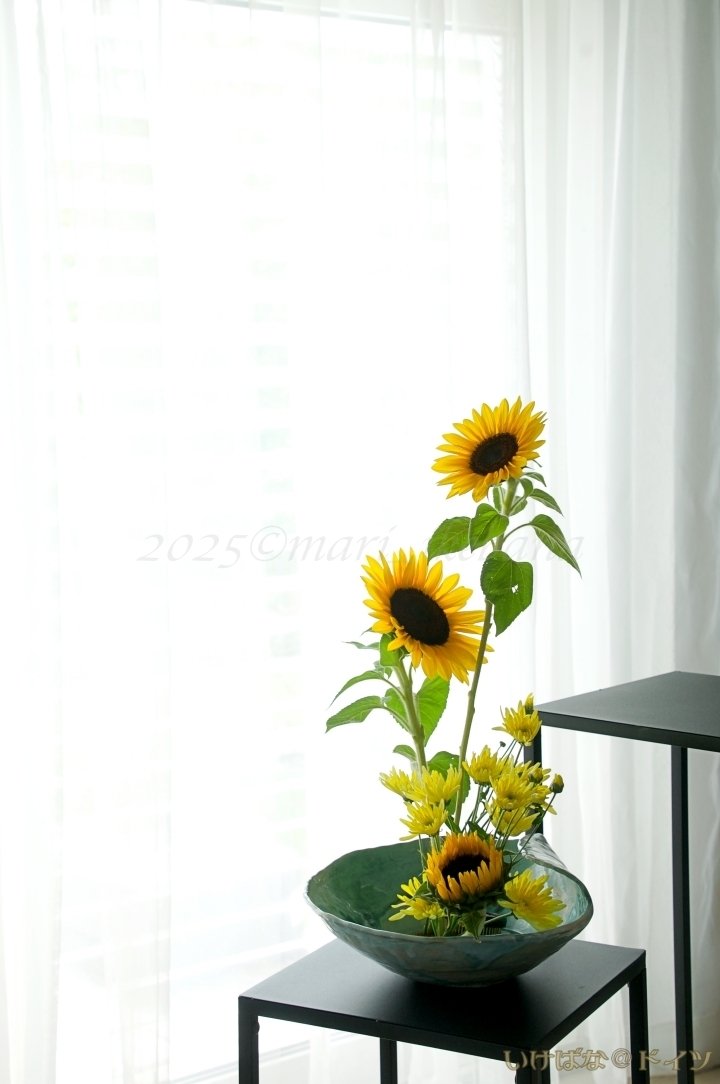 ヒマワリ（向日葵）＊Sonnenblume｜まり🌸花追い人