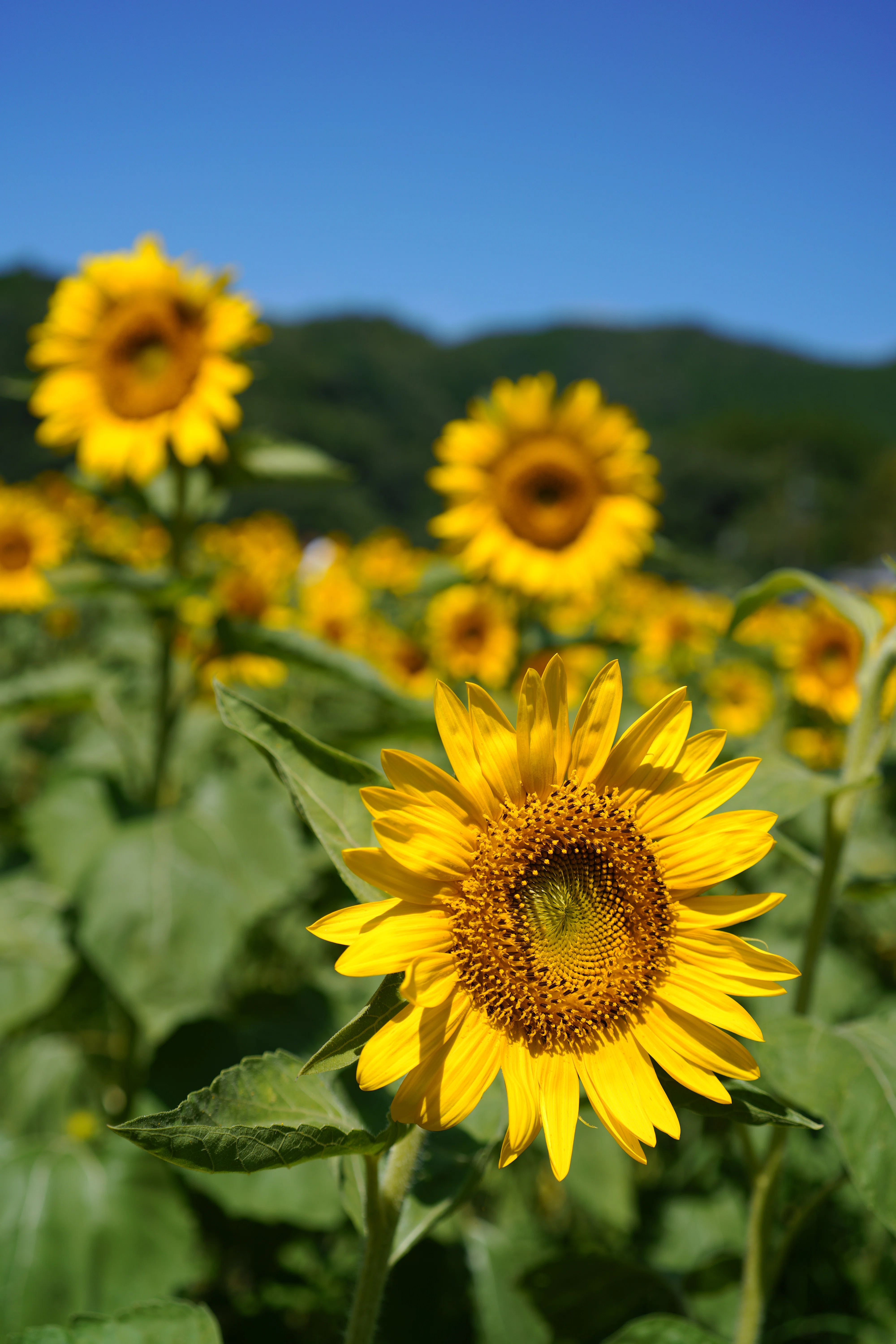 SIGMA fp + 35mm F2 DGで撮影するひまわり畑 | Weekend Shot #09｜Takashi