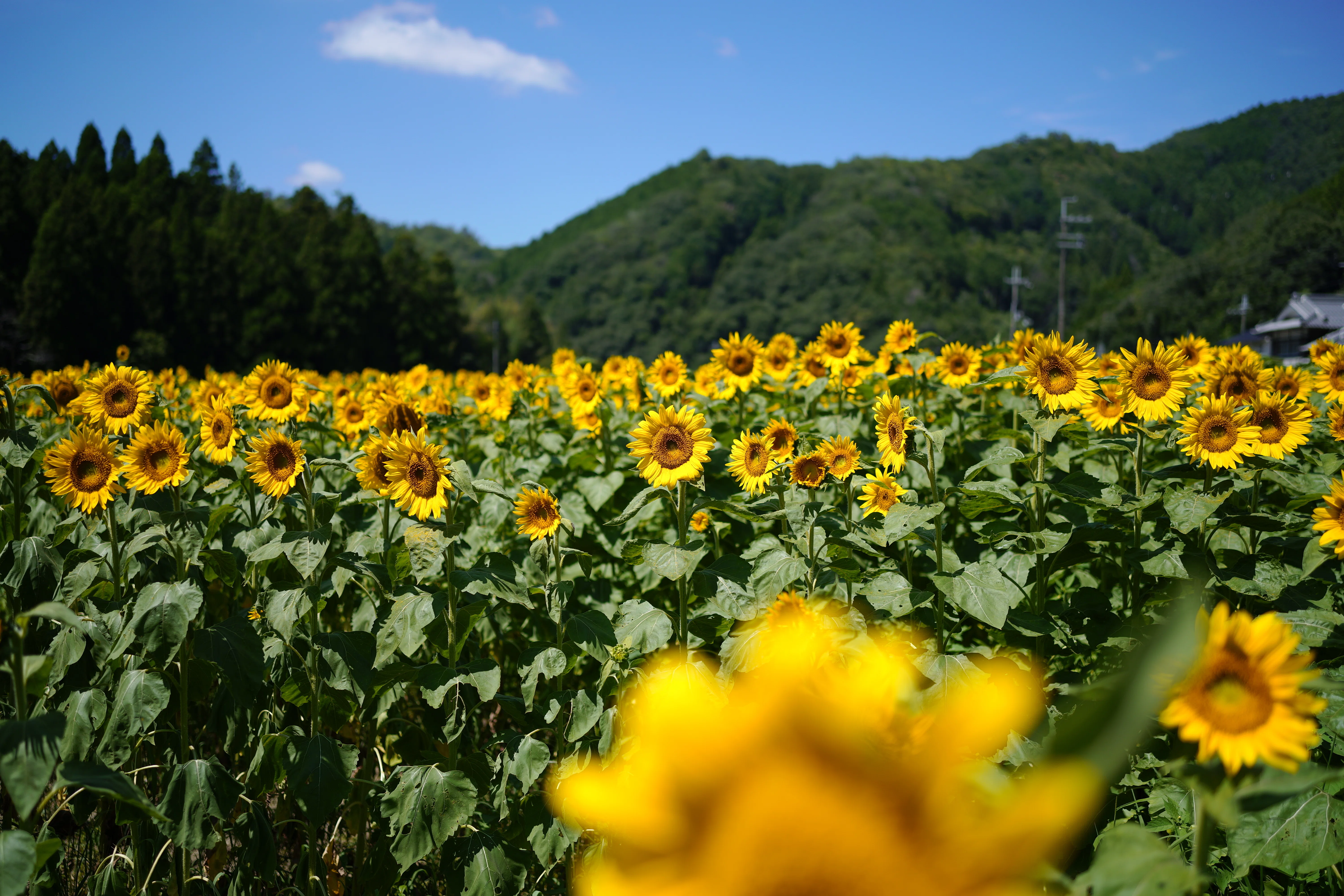 SIGMA fp + 35mm F2 DGで撮影するひまわり畑 | Weekend Shot #09｜Takashi