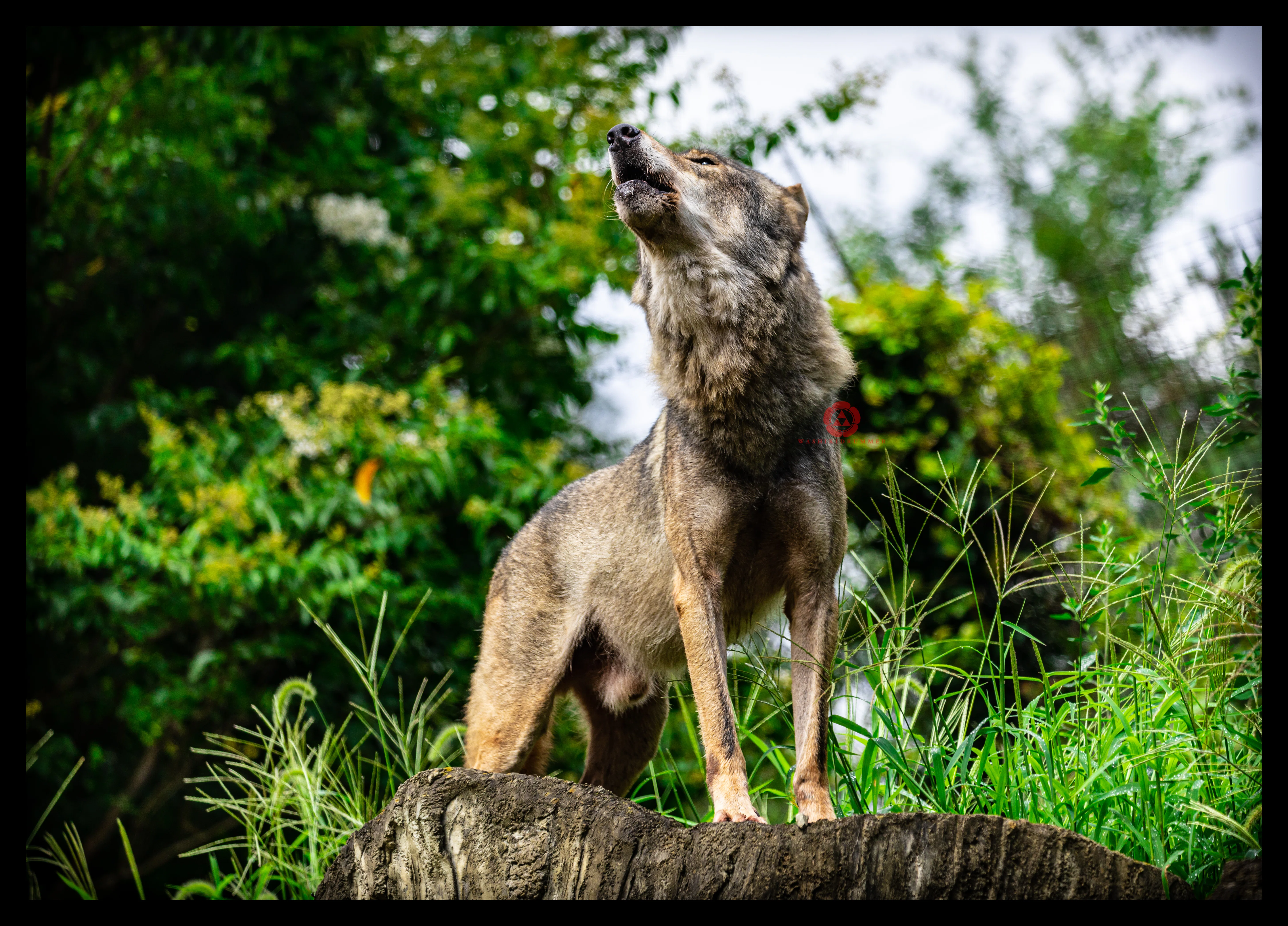 親愛なるセロへ｜和色🐺WolfGrapher