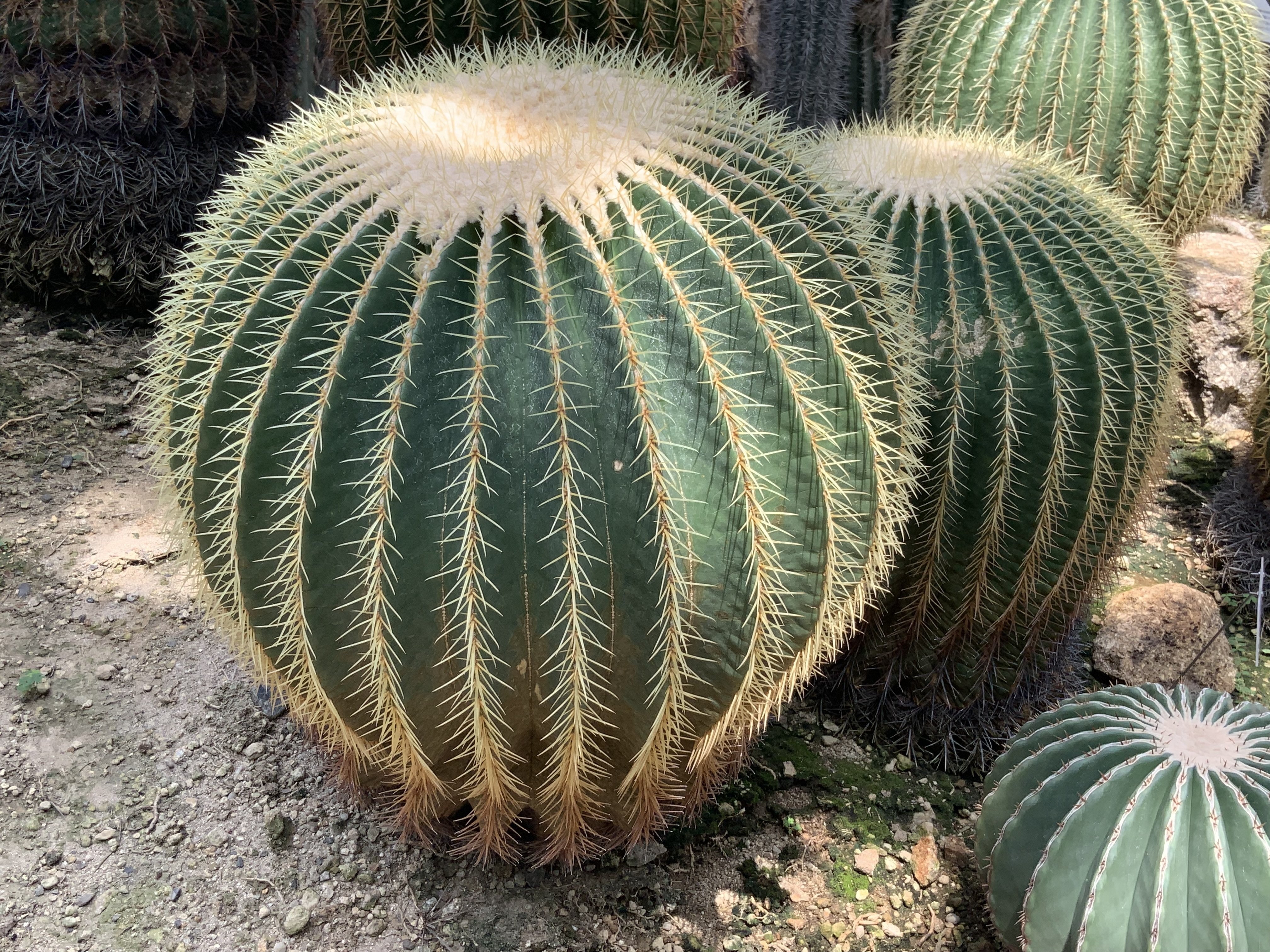 希少斑入り金鯱 サボテン 10月14日撮影