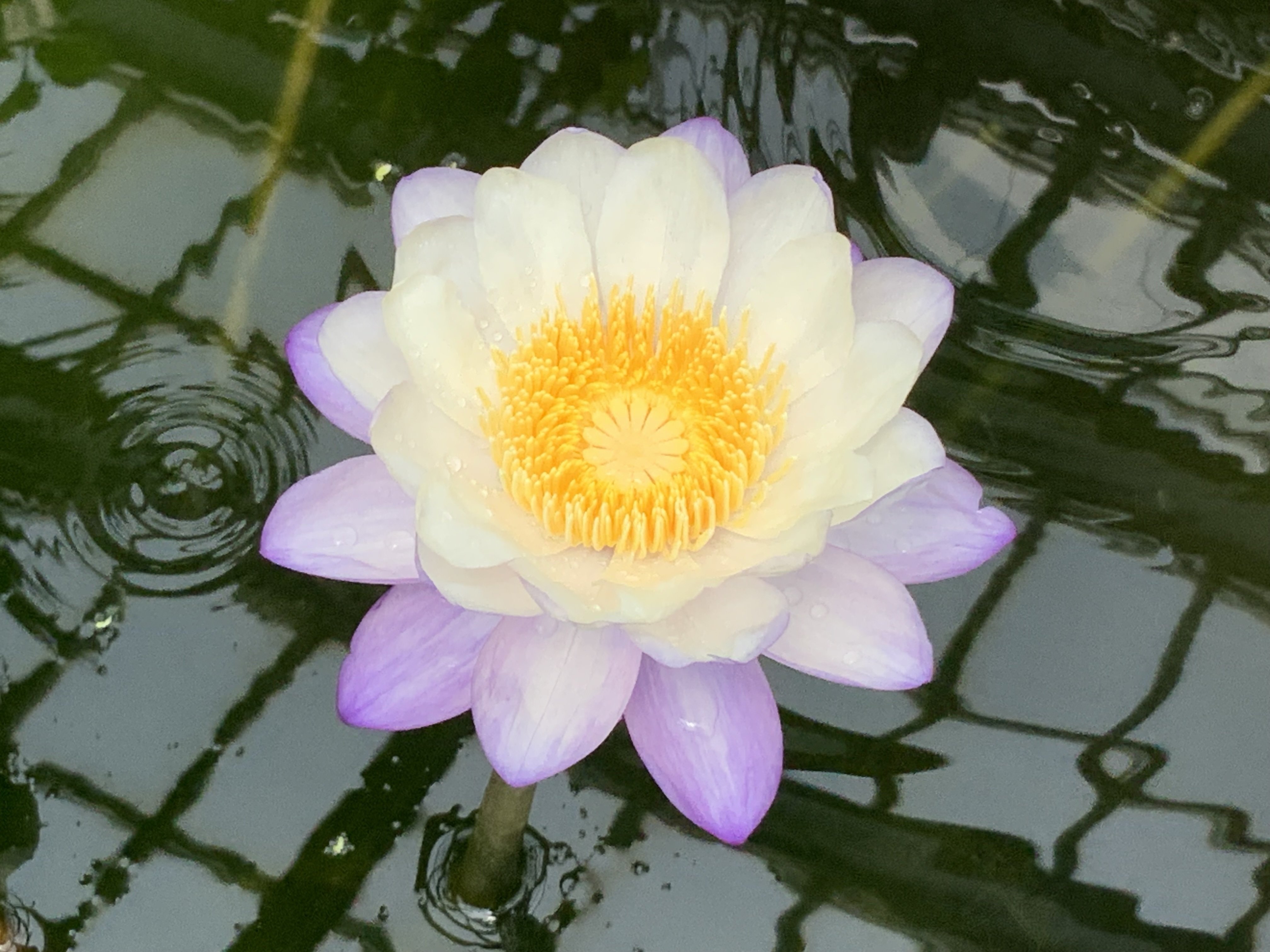 京都府立植物園のスイレンとハス：2025年8月9日（土）｜藤井秀昭
